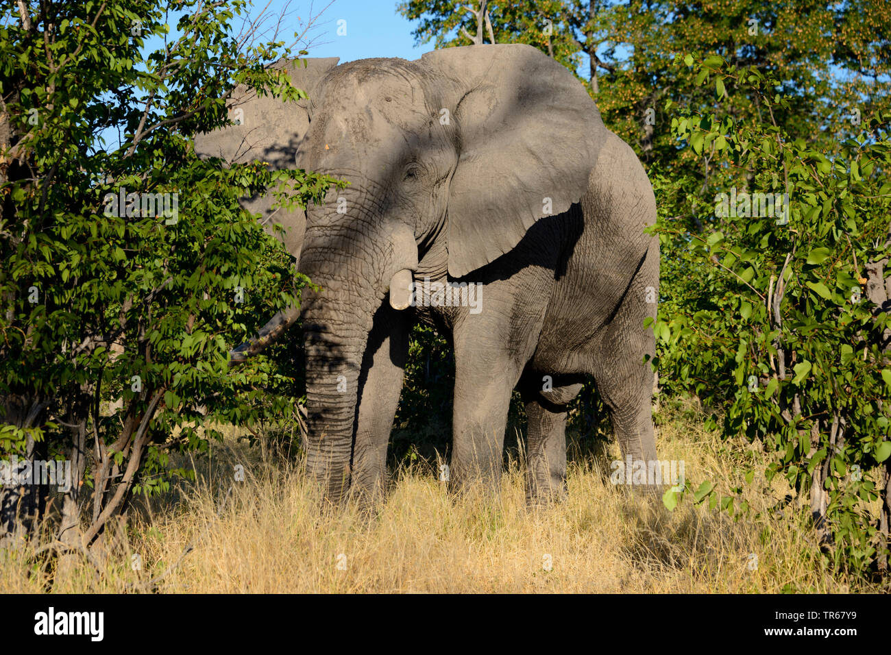 Afrikanischer Elefant (Loxodonta africana), stehend in der Savanne, Botswana, Okovango Delta Stockfoto