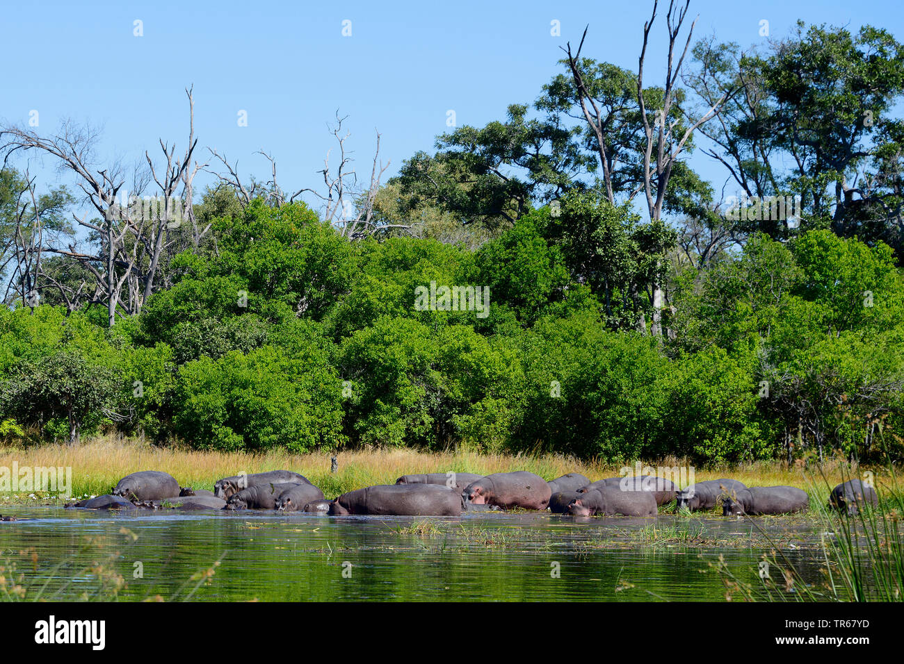 Hippopotamus, Flusspferd, gemeinsame Flusspferd (Hippopotamus amphibius), Nilpferde im Okawango-Delta, Botswana, Okovango Delta Stockfoto