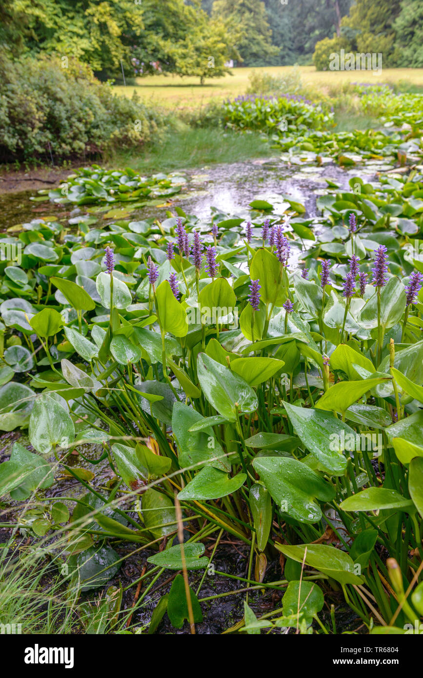 Pickerel Unkraut, Pickerelweed (Pontederia cordata), blühen an einem Teich, Deutschland Stockfoto