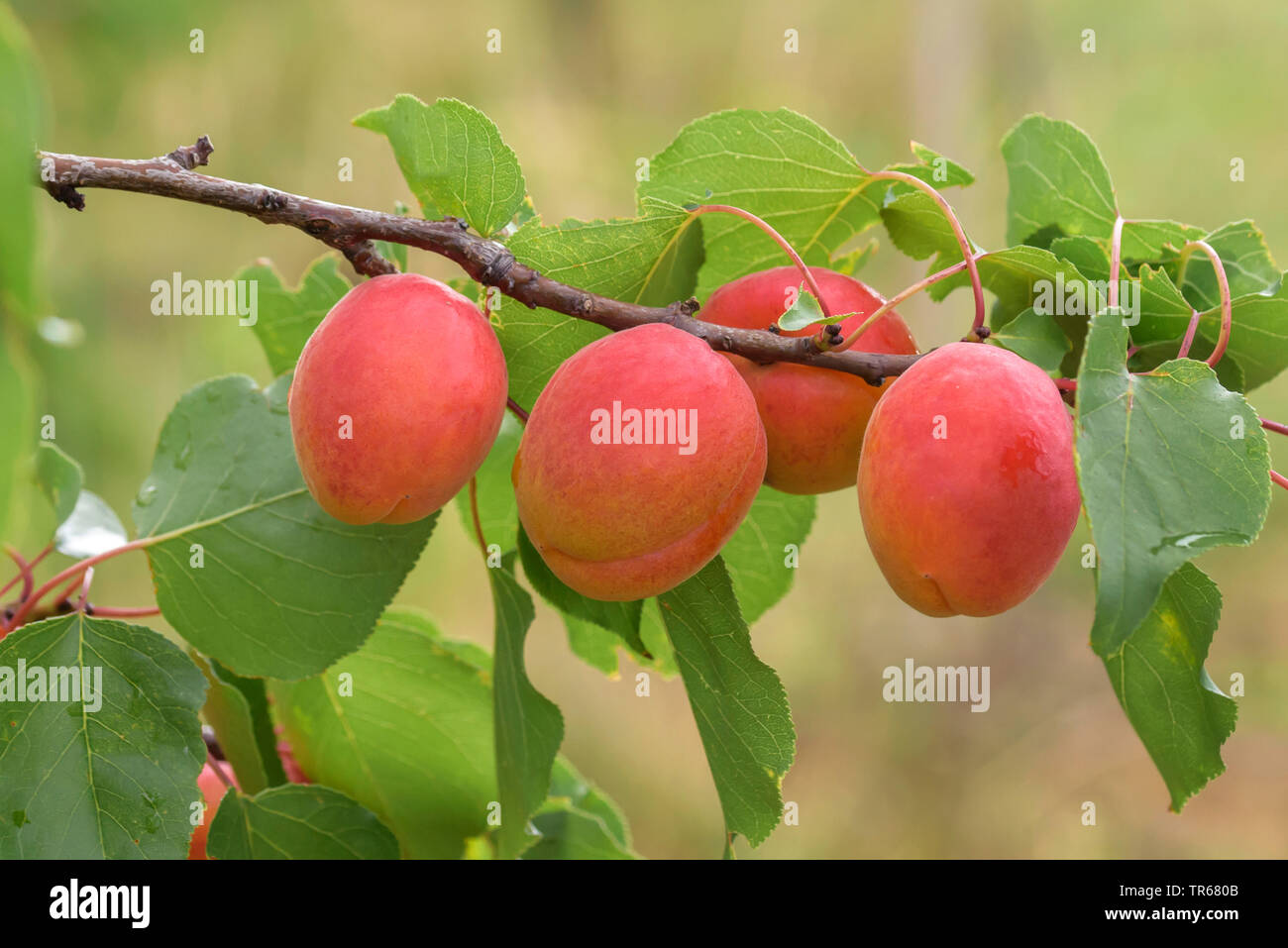 Aprikose (Prunus Armeniaca 'Anegat', Prunus armeniaca Anegat), Aprikosen auf einem Baum, Sorte Anegat Stockfoto