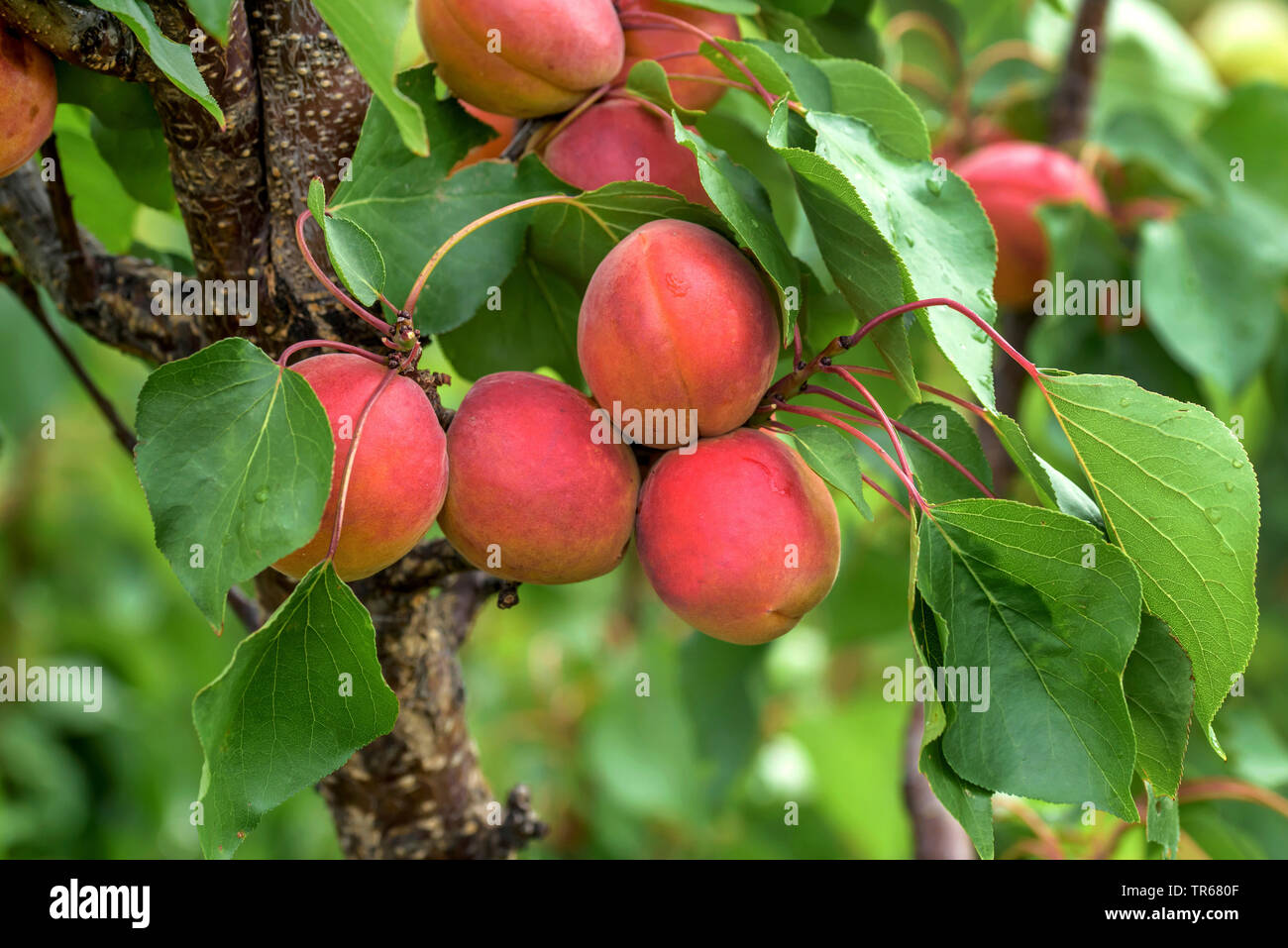 Aprikose (Prunus Armeniaca 'Bergarouge', Prunus armeniaca Bergarouge), Aprikosen auf einem Baum, Sorte Bergarouge Stockfoto