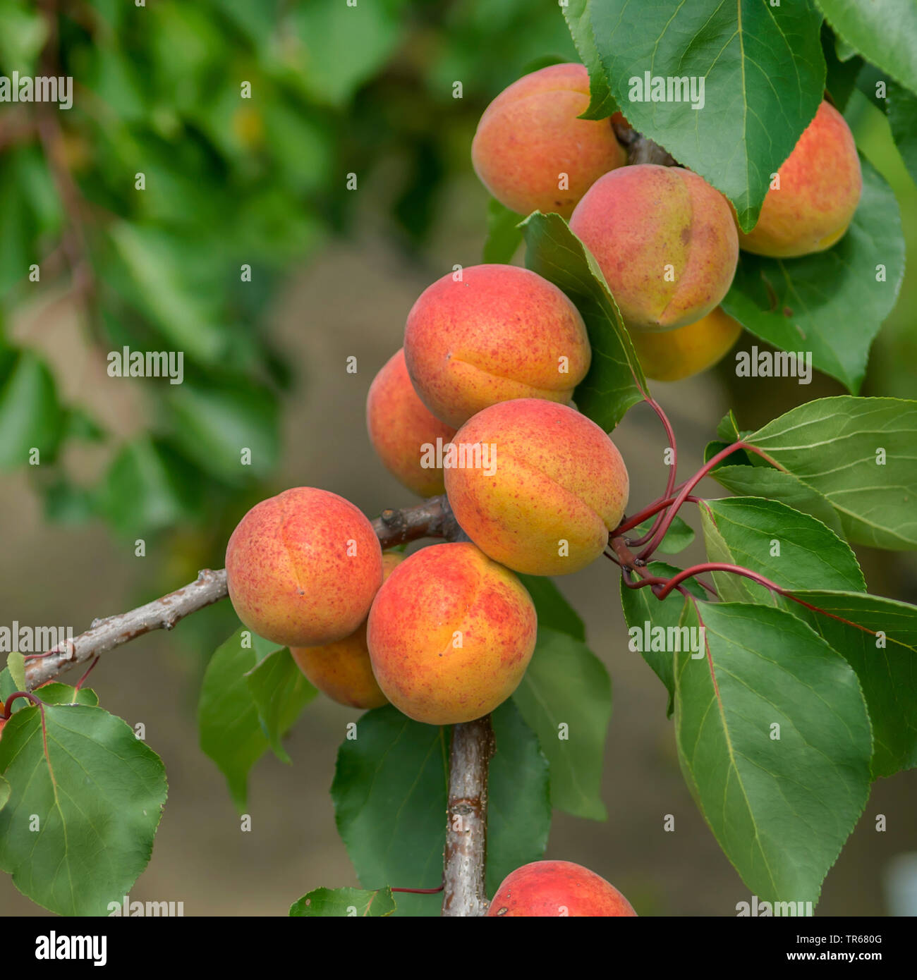 Aprikose (Prunus Armeniaca 'Bergeron', Prunus armeniaca Bergeron), Aprikosen auf einem Baum, Sorte Bergeron Stockfoto