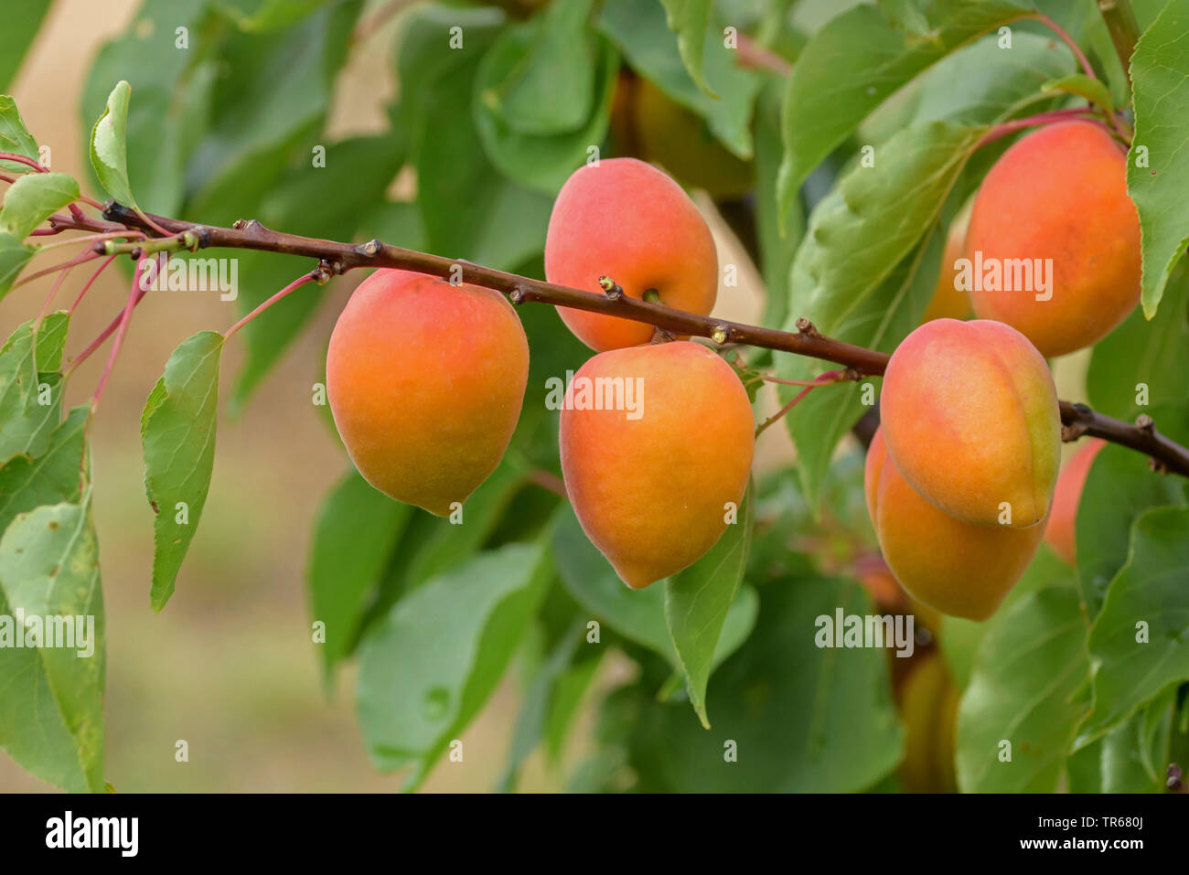 Aprikose (Prunus Armeniaca 'Faralia', Prunus armeniaca Faralia), Aprikosen auf einem Baum, Sorte Faralia Stockfoto