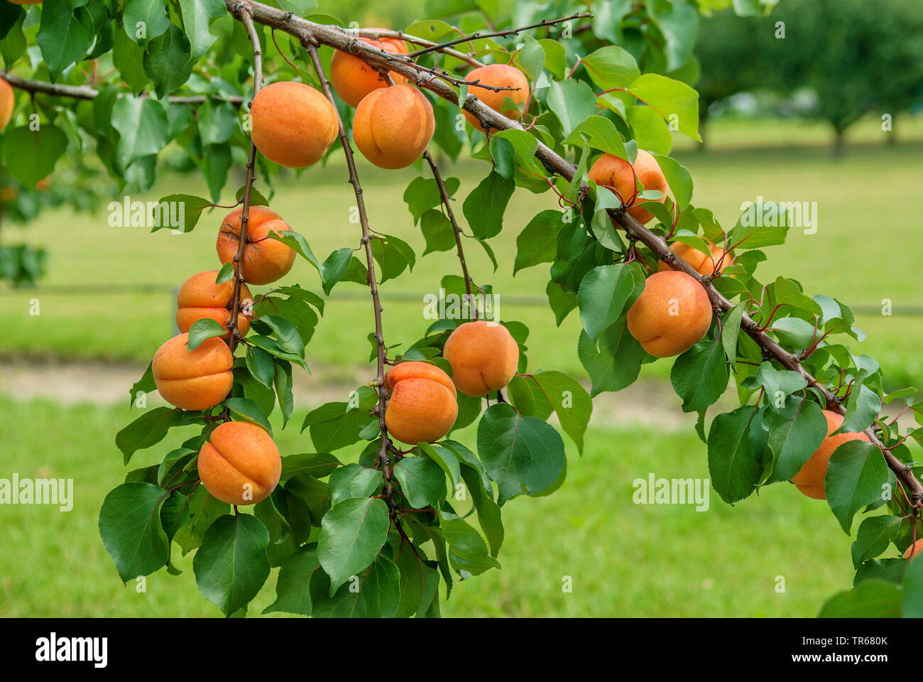 Aprikose (Prunus Armeniaca 'Hargrand', Prunus armeniaca Hargrand), Aprikosen auf einem Baum, Sorte Hargrand Stockfoto