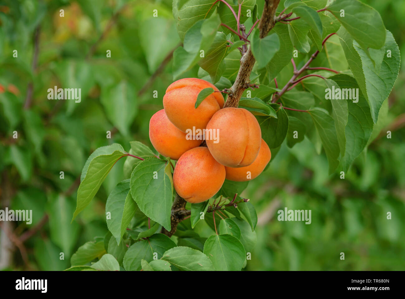 Aprikose (Prunus Armeniaca 'Harlayne', Prunus armeniaca Harlayne), Aprikosen auf einem Baum, Sorte Harlayne Stockfoto