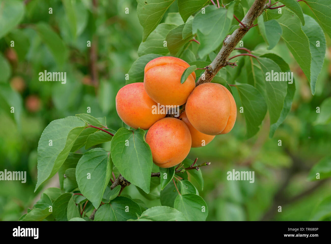 Aprikose (Prunus Armeniaca 'Harlayne', Prunus armeniaca Harlayne), Aprikosen auf einem Baum, Sorte Harlayne Stockfoto