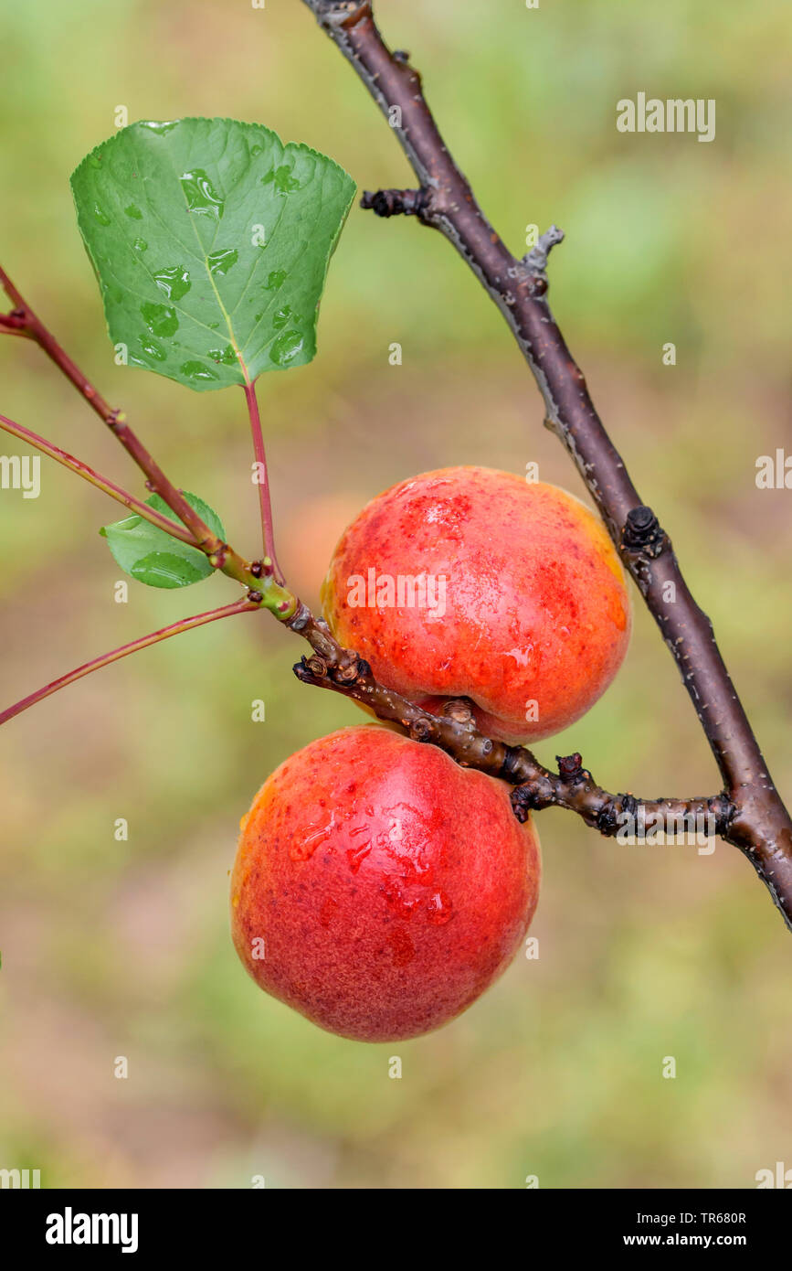 Aprikose (Prunus Armeniaca 'Harogem', Prunus armeniaca Harogem), Aprikosen auf einem Baum, Sorte Harogem Stockfoto