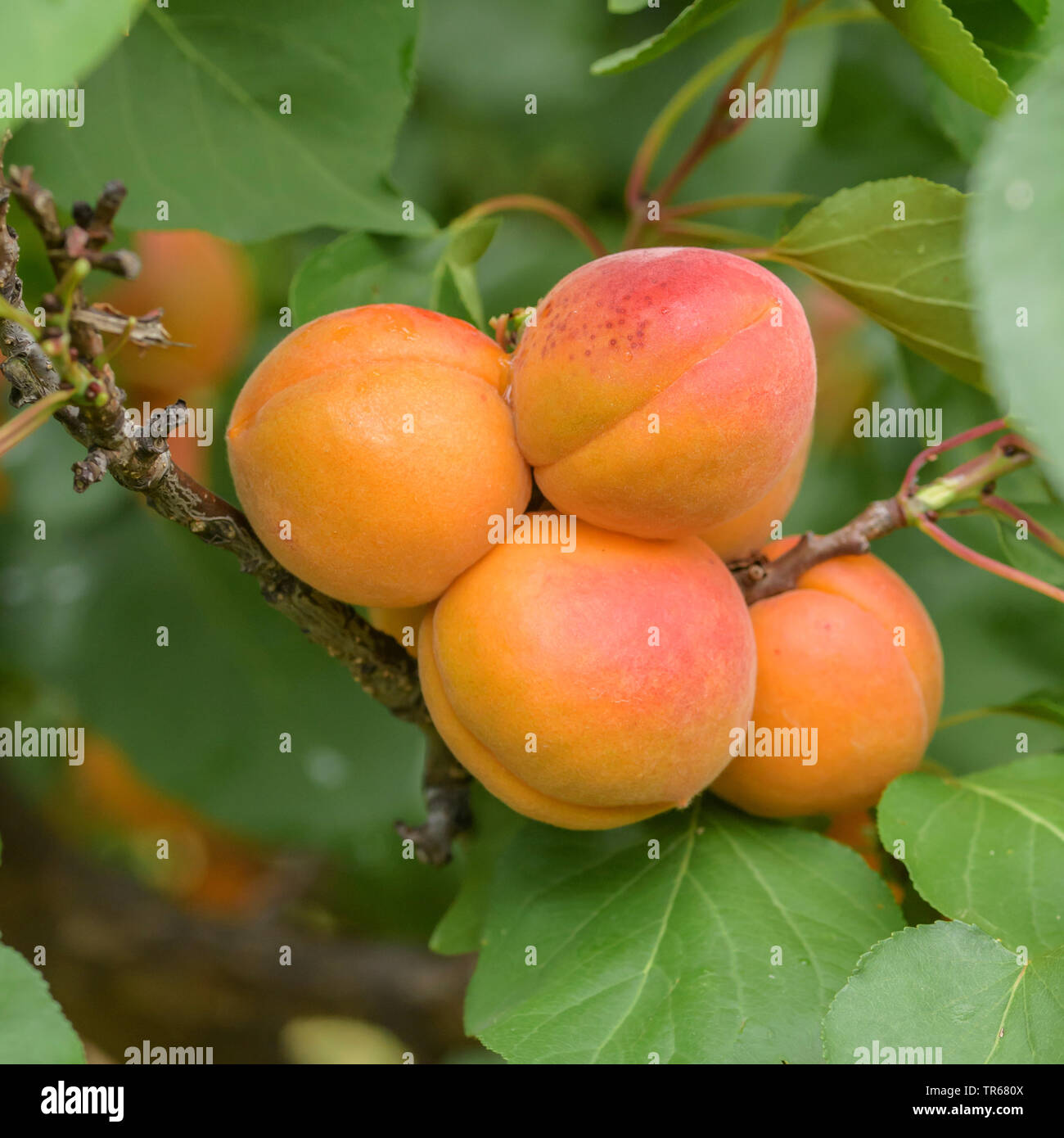 Aprikose (Prunus Armeniaca 'Tardicot', Prunus armeniaca Tardicot), Aprikosen auf einem Baum, Sorte Tardicot Stockfoto