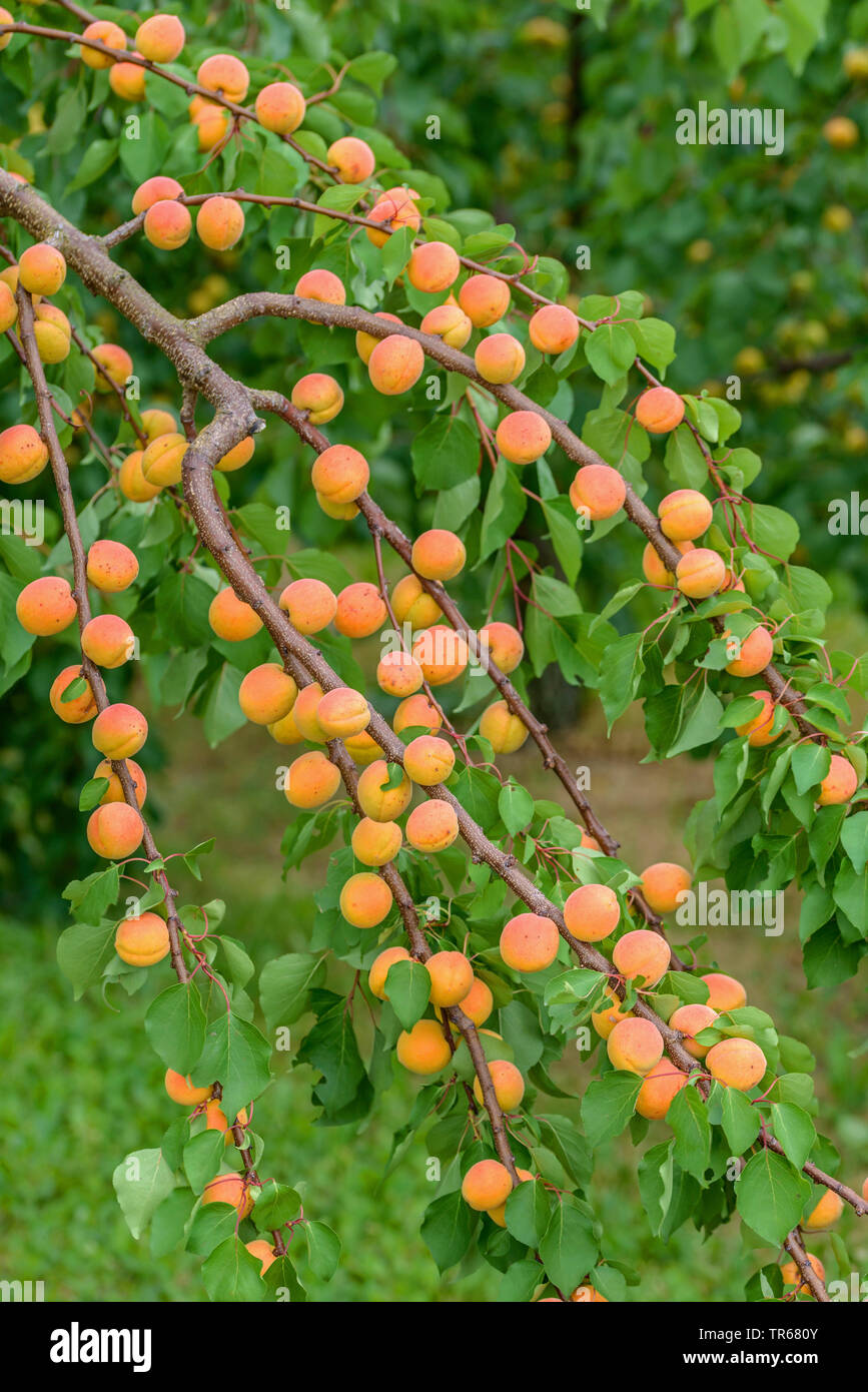 Aprikose (Prunus Armeniaca 'Ungarische Beste' Prunus armeniaca Ungarische Beste), Aprikosen auf einem Baum, Sorte Ungarische Beste Stockfoto