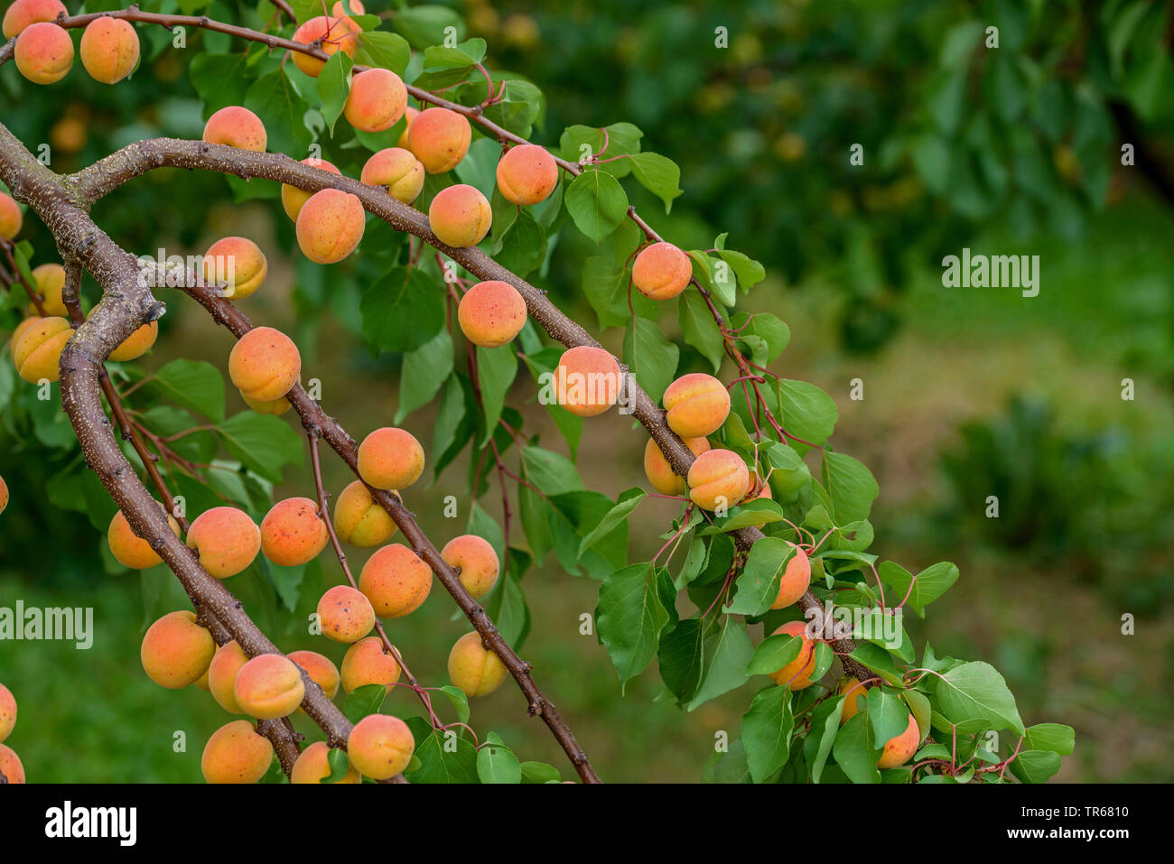 Aprikose (Prunus Armeniaca 'Ungarische Beste' Prunus armeniaca Ungarische Beste), Aprikosen auf einem Baum, Sorte Ungarische Beste Stockfoto
