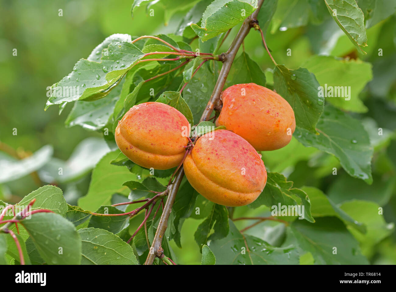 Aprikose (Prunus Armeniaca 'Vertige', Prunus armeniaca Vertige), Aprikosen auf einem Baum, Sorte Vertige Stockfoto