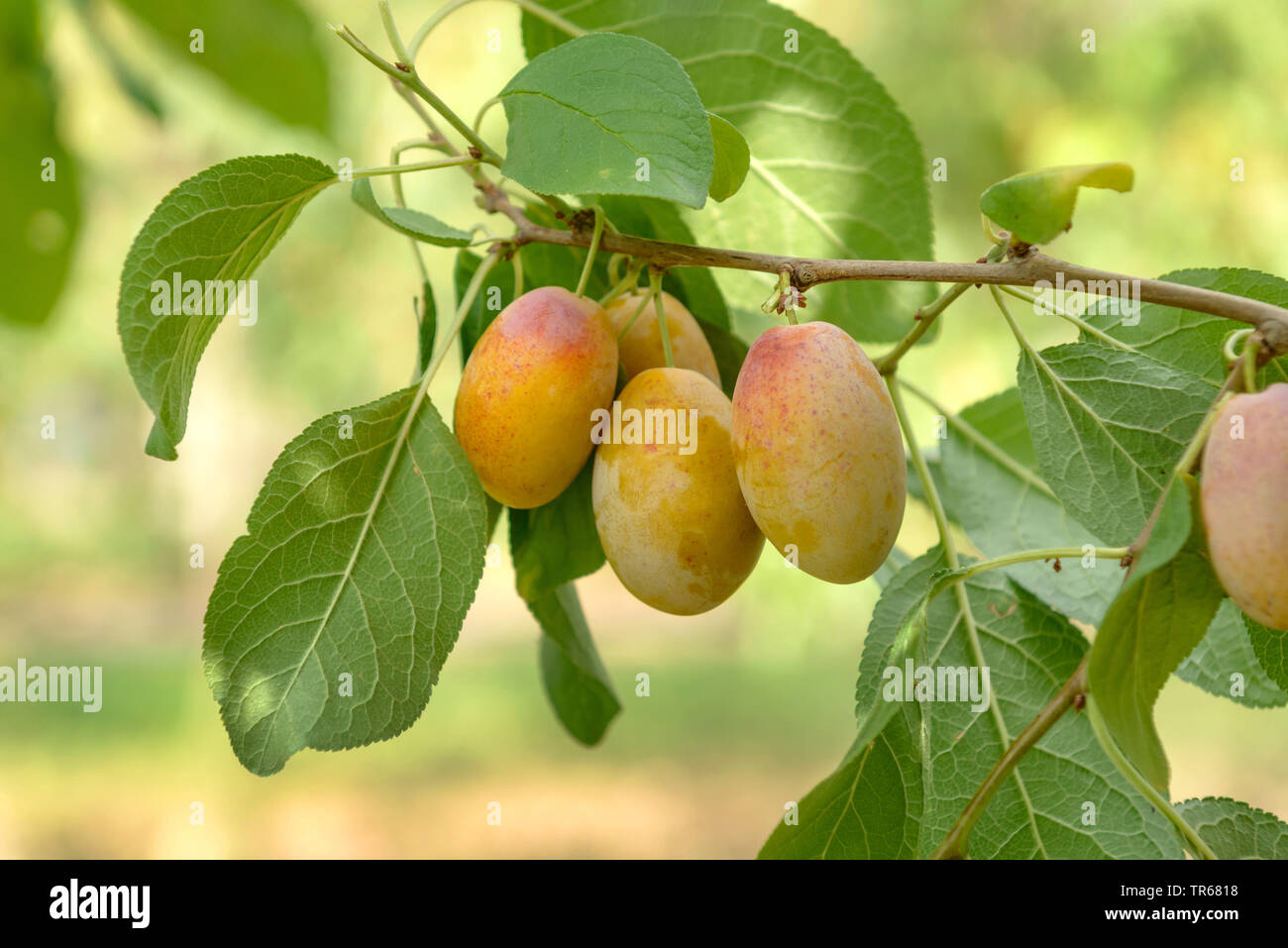 Pflaume (Prunus domestica 'Aprimira'. Prunus domestica Aprimira), Pflaumen auf einem Baum, Sorte Aprimira Stockfoto