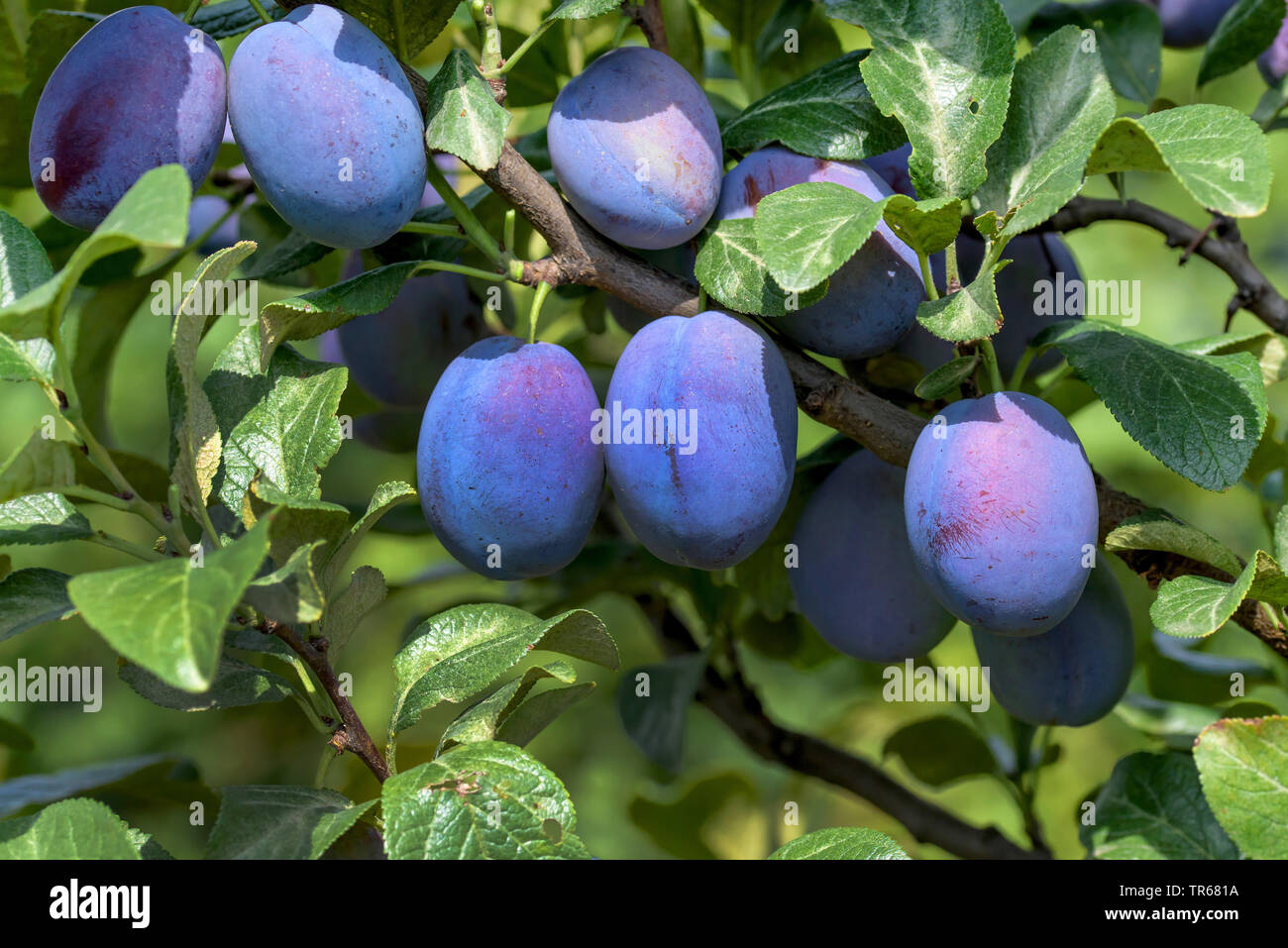 Pflaume (Prunus domestica 'Haganta'. Prunus domestica Haganta), Pflaumen auf einem Baum, Sorte Haganta Stockfoto