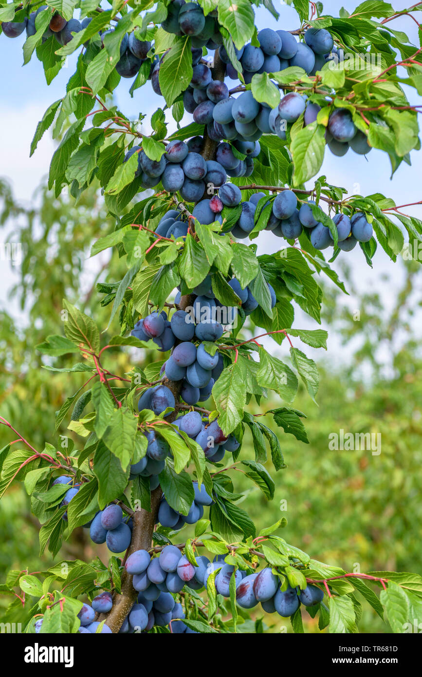 Pflaume (Prunus domestica 'Haroma". Prunus domestica Haroma), Pflaumen auf einem Baum, Sorte Haroma Stockfoto