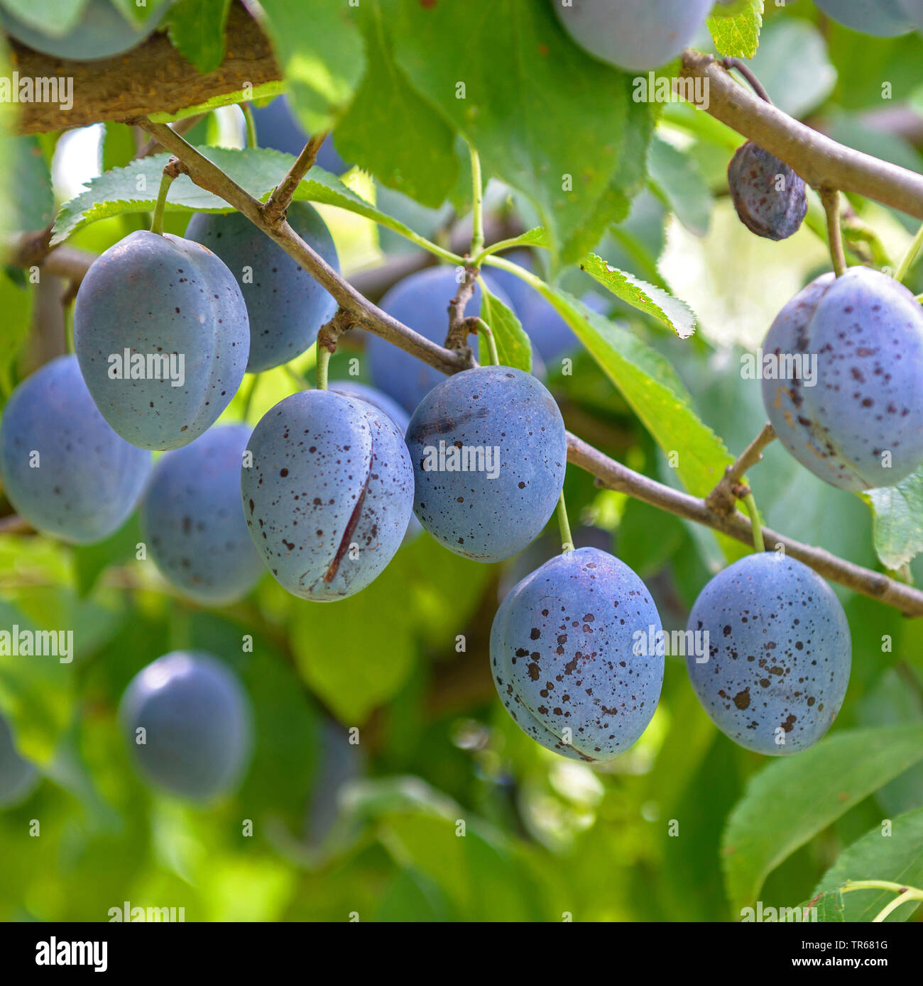 Pflaume (Prunus domestica 'Italienische', Prunus domestica Zwetsche Zwetsche Italienische), Pflaumen auf einem Baum, Sorte Italienische Zwetsche Stockfoto