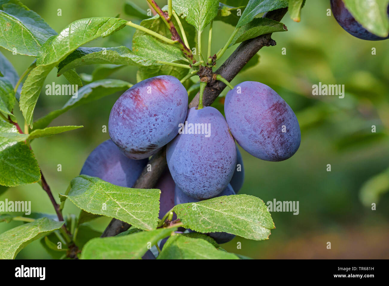 Pflaume (Prunus Domestica "Jojo", Prunus Domestica Jojo), Pflaumen auf einem Baum, Sorte Jojo Stockfoto