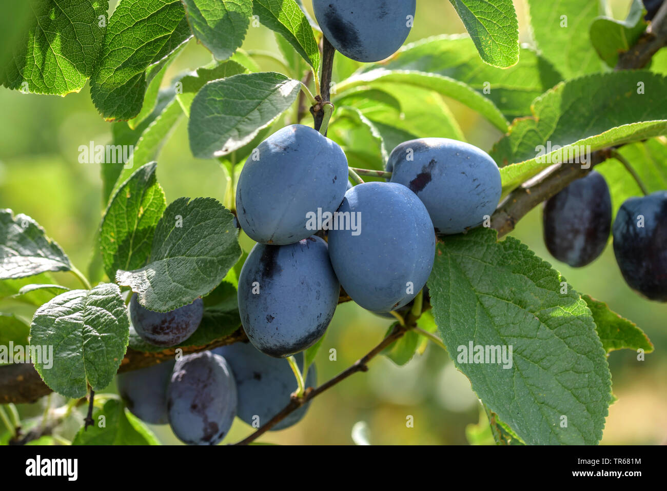 Pflaume (Prunus domestica 'Topfirst', Prunus domestica Topfirst), Pflaumen auf einem Baum, Sorte Topfirst Stockfoto