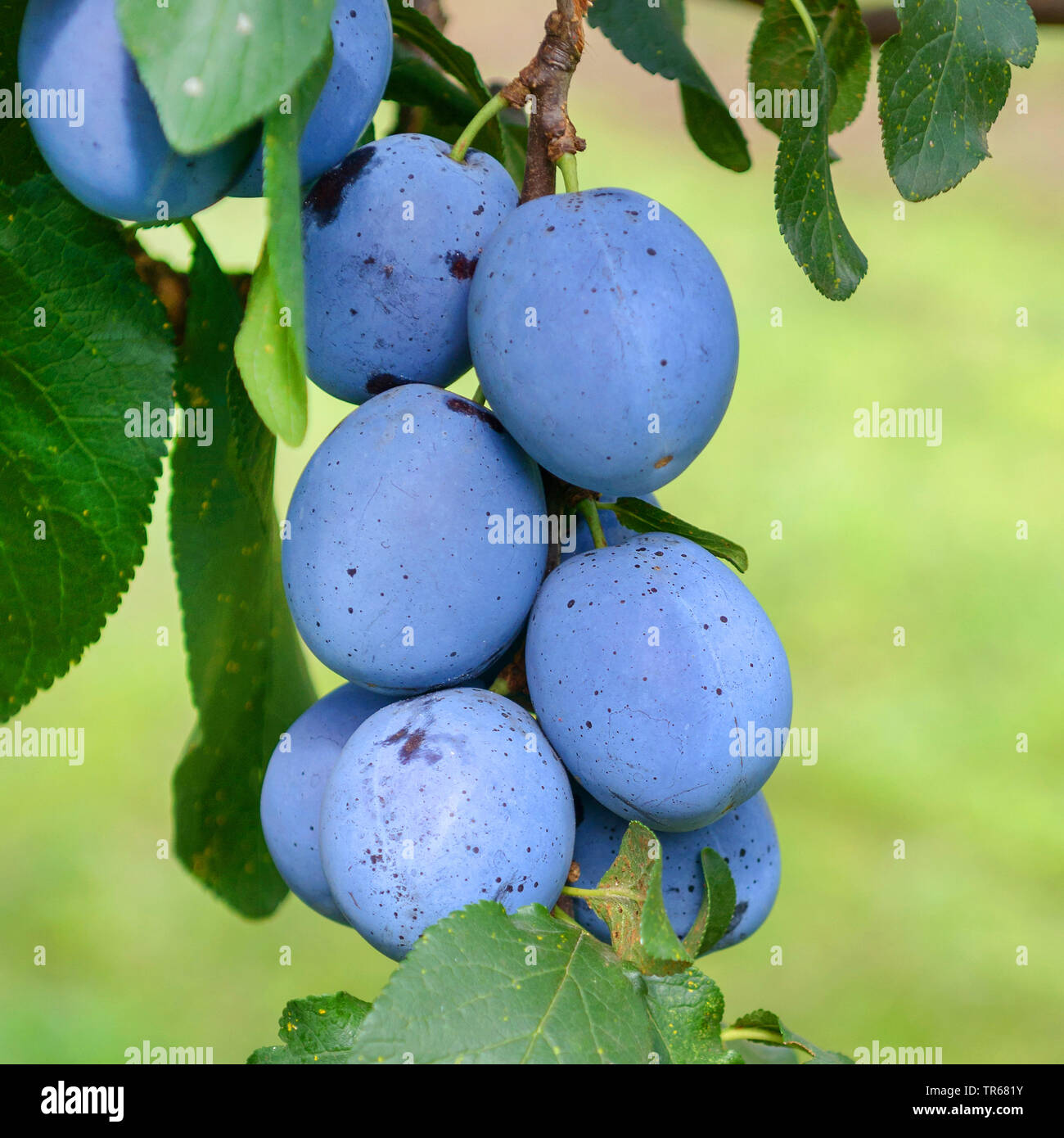 Pflaume (Prunus domestica 'Cacaks Beste', Prunus domestica Cacaks Beste), Pflaumen auf einem Baum, Sorte Cacaks Beste Stockfoto