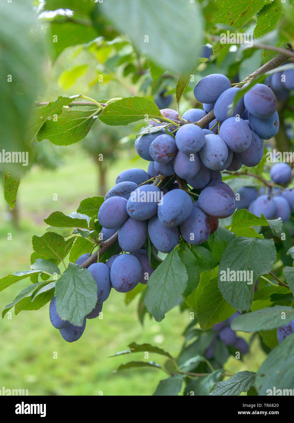 Pflaume (Prunus domestica 'Cacaks Fruchtbare', Prunus domestica Cacaks Fruchtbare), Pflaumen auf einem Baum, Sorte Cacaks Fruchtbare Stockfoto