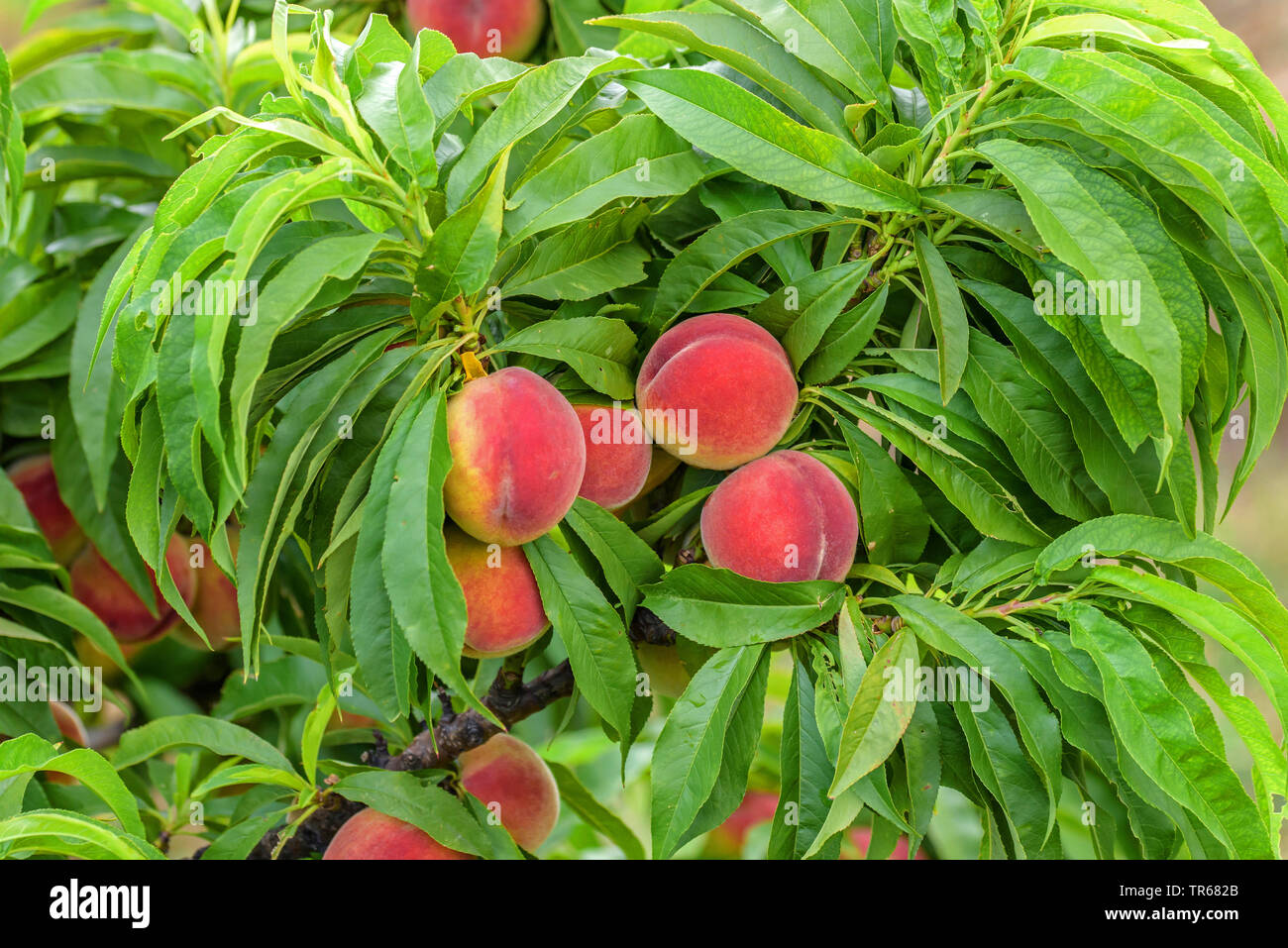 Pfirsich (Prunus Persica 'Bonanza', Prunus Persica Bonanza), Pfirsiche auf einem Baum, Sorte Bonanza Stockfoto