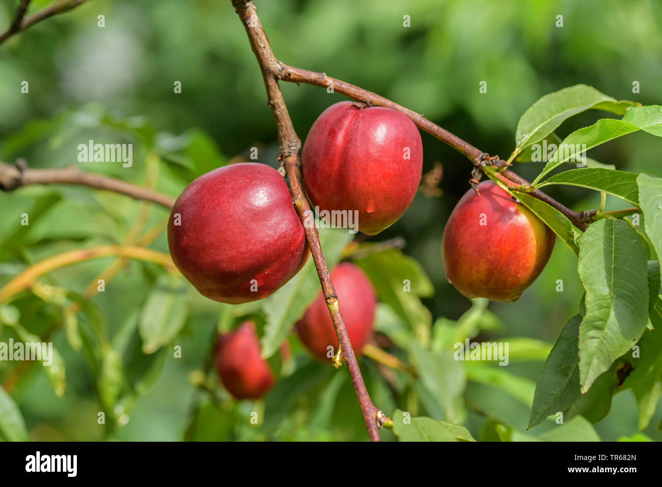 Nektarine (Prunus Persica 'Harblaze', Prunus Persica Harblaze, Prunus Persica var. nectarina, Prunus nectarina), nactarines auf einem Baum, Sorte Harblaze Stockfoto
