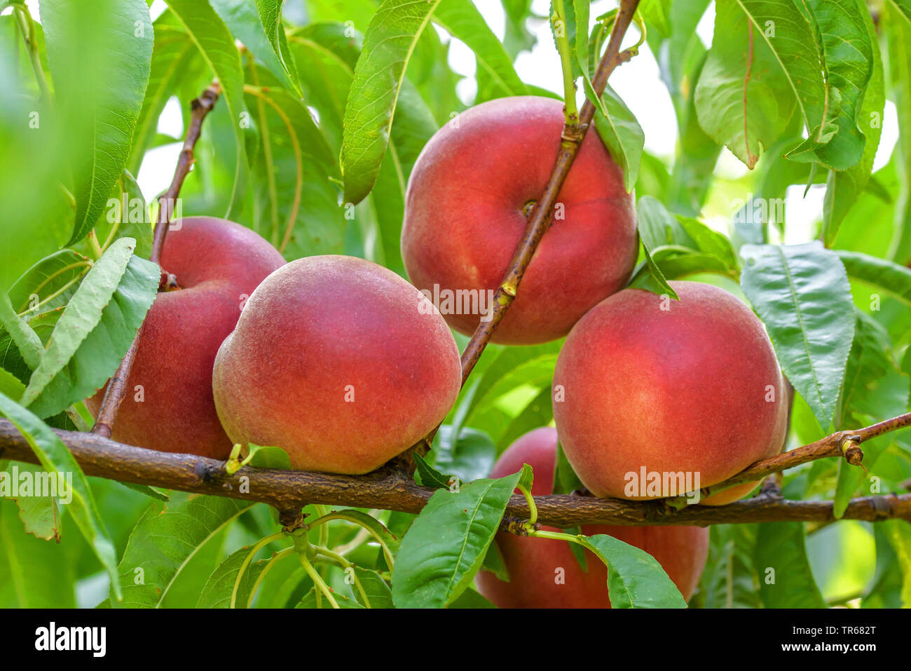 Pfirsich (Prunus Persica 'Irena', Prunus Persica Irena), Pfirsiche auf einem Baum, Sorte Irena Stockfoto