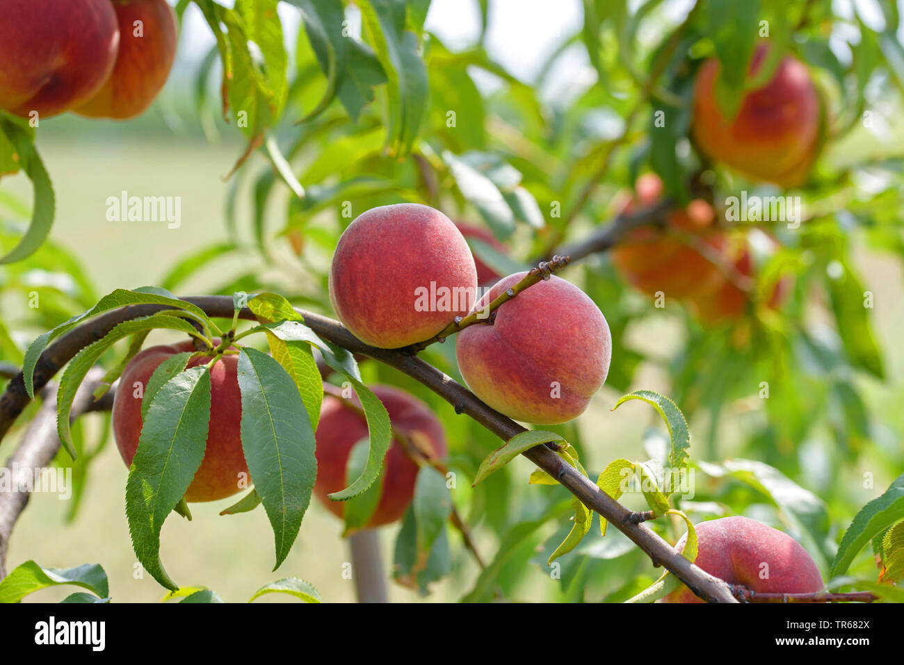 Pfirsich (Prunus Persica 'Jayhaven', Prunus Persica Jayhaven), Pfirsiche auf einem Baum, Sorte Jayhaven Stockfoto