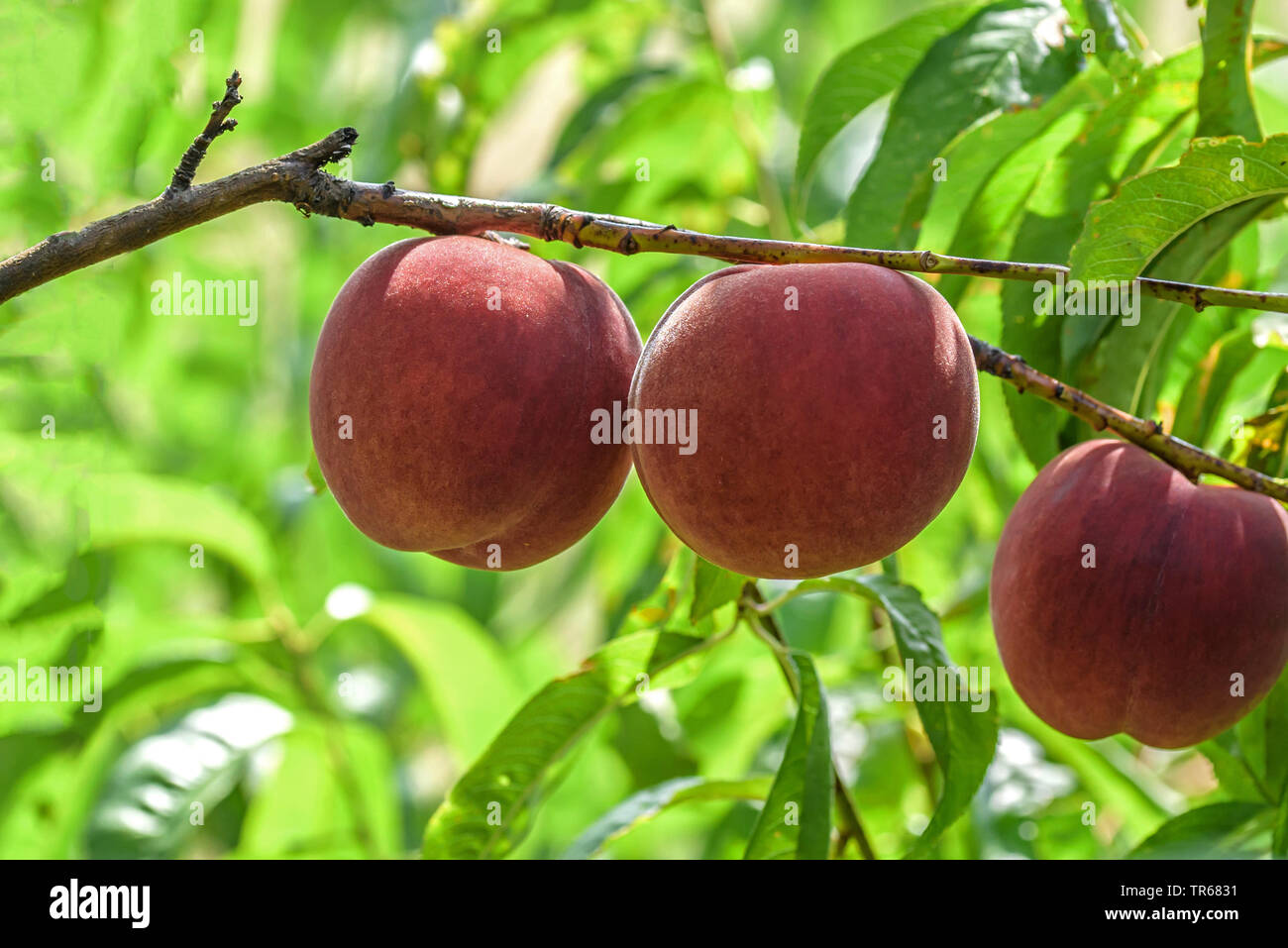 Pfirsich (Prunus Persica 'Aura', Prunus Persica Maura), Pfirsiche auf einem Baum, Sorte Maura Stockfoto