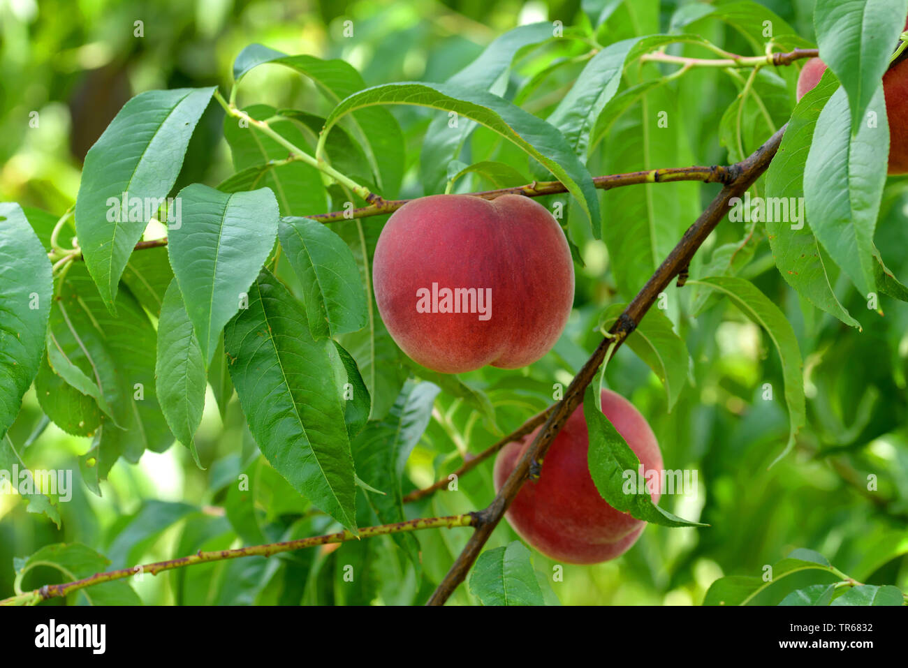 Pfirsich (Prunus Persica 'Aura', Prunus Persica Maura), Pfirsiche auf einem Baum, Sorte Maura Stockfoto