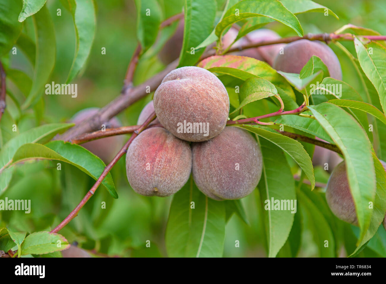Pfirsich (Prunus Persica 'Roter Weinbergpfirsich', Prunus Persica Roter Weinbergpfirsich), Pfirsiche auf einem Baum, Sorte Roter Weinbergpfirsich Stockfoto