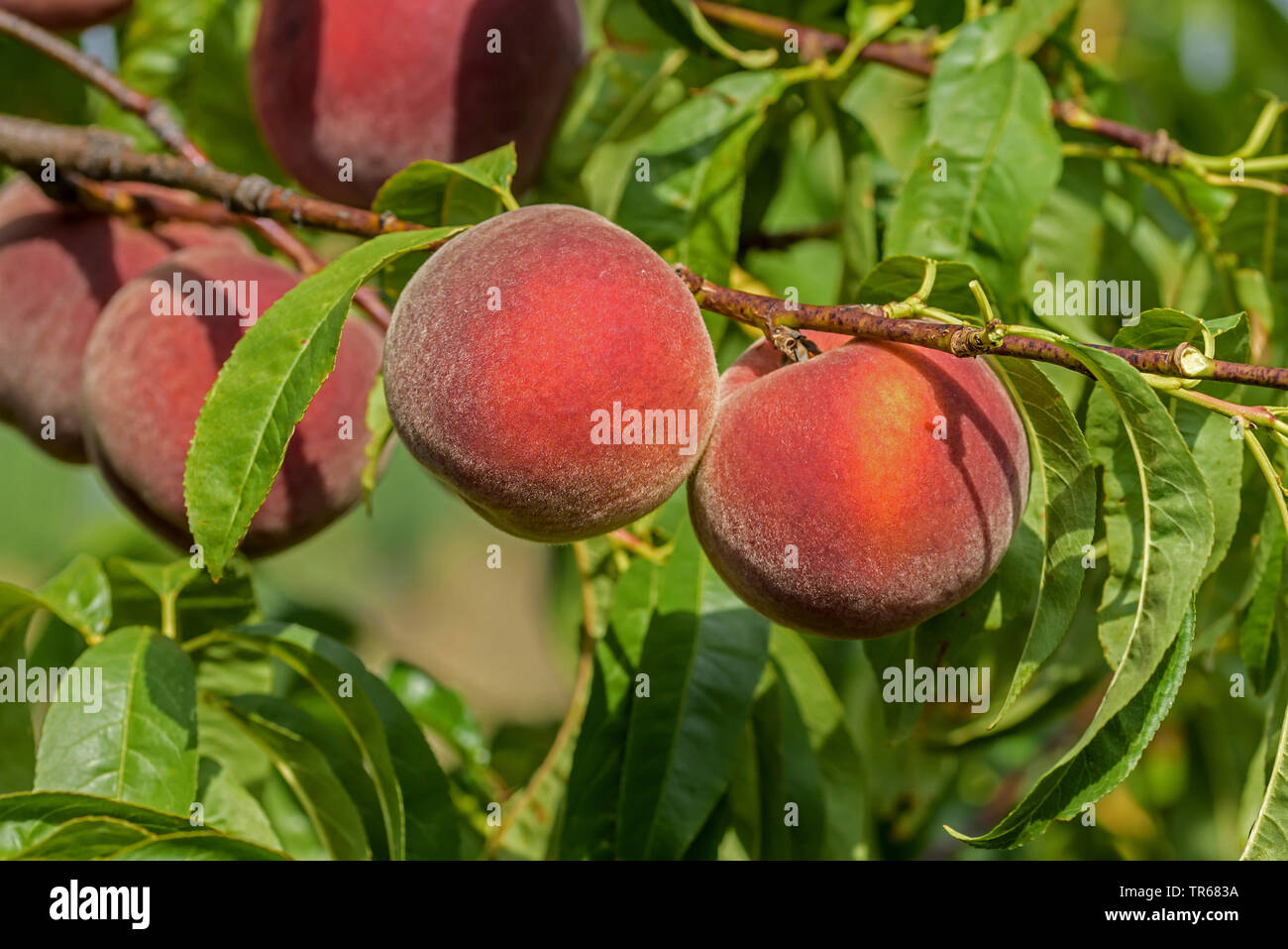 Pfirsich (Prunus Persica 'Spring Lady', Prunus Persica Feder Dame), Pfirsiche auf einem Baum, Sorte Frühling Dame Stockfoto