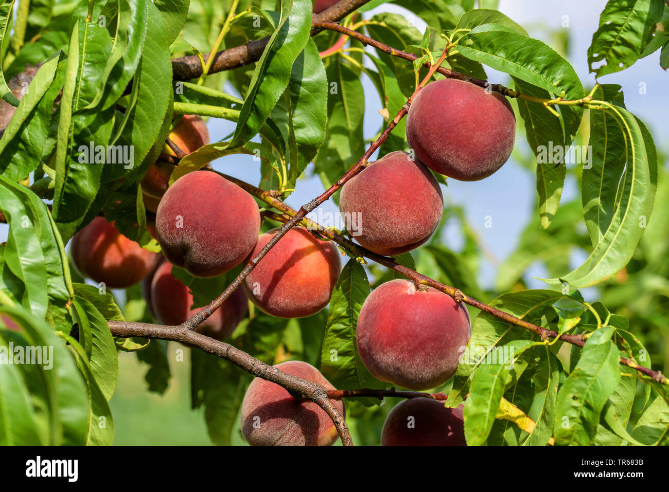 Pfirsich (Prunus Persica 'Spring Lady', Prunus Persica Feder Dame), Pfirsiche auf einem Baum, Sorte Frühling Dame Stockfoto
