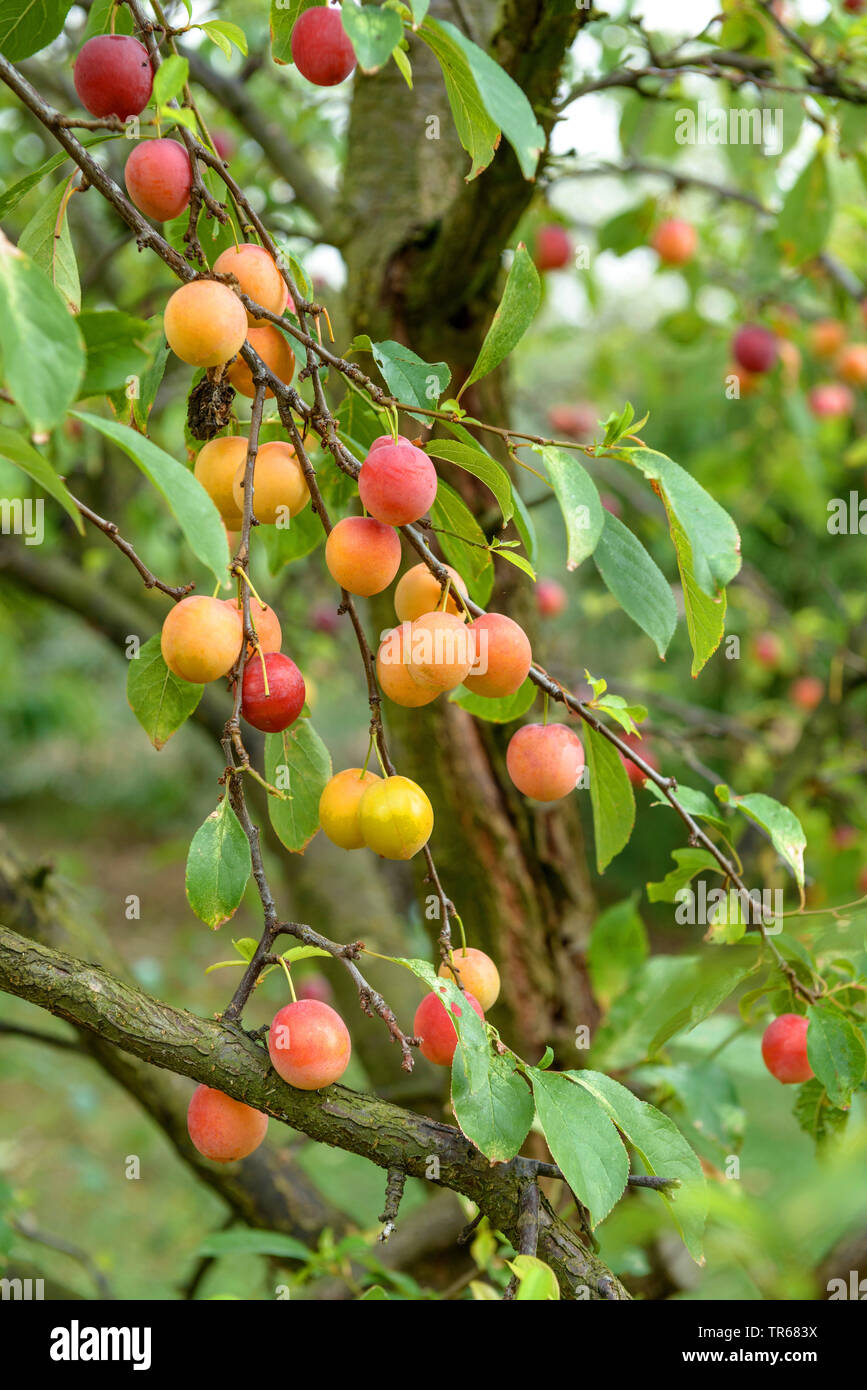 Japanische Pflaume, chinesische Pflaume (Prunus salicina), Zweig mit Früchten, Deutschland, Thüringen Stockfoto