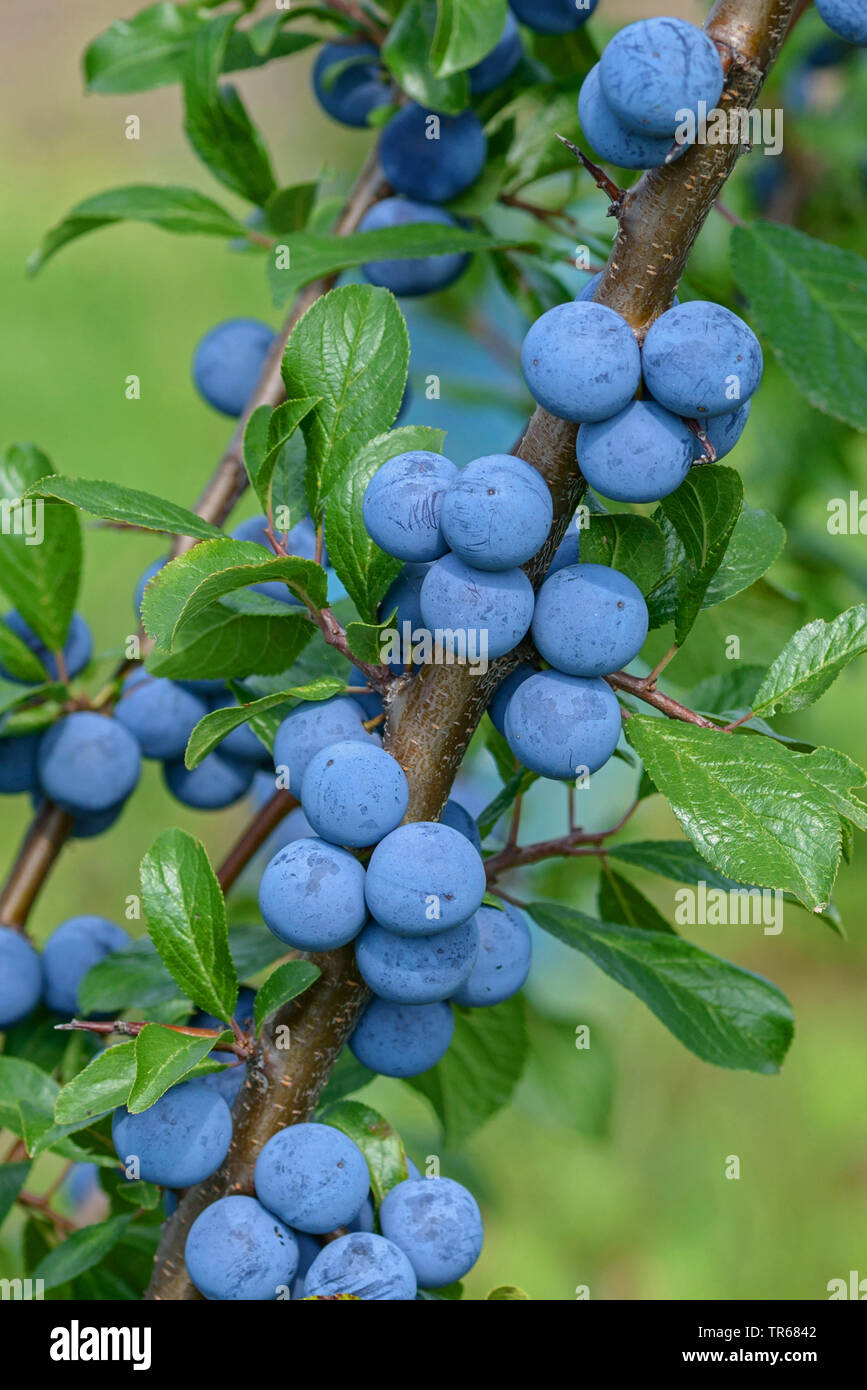 Blackthorn, Schlehe (Prunus spinosa), Zweig mit Früchten, Deutschland Stockfoto