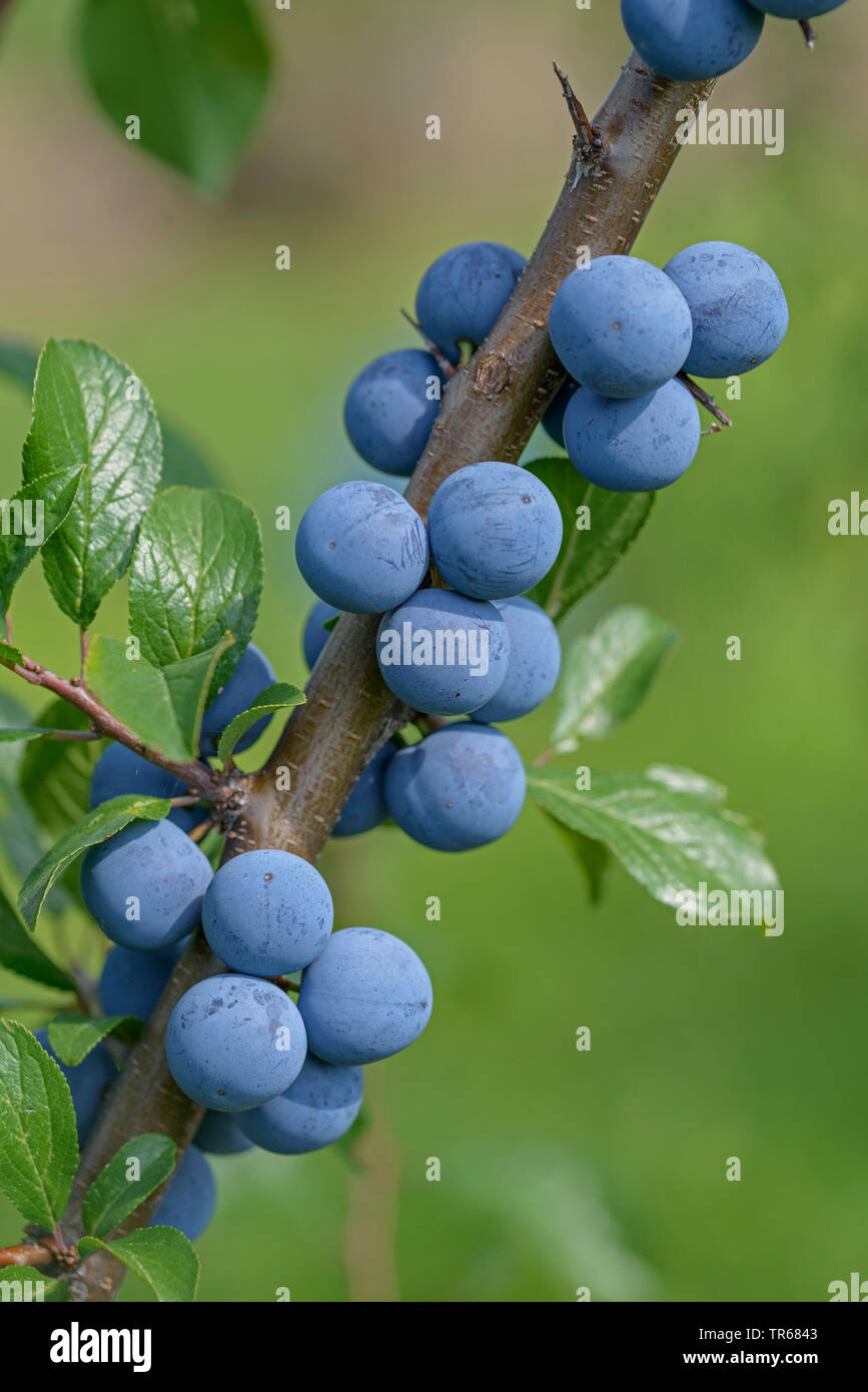 Blackthorn, Schlehe (Prunus spinosa), Zweig mit Früchten, Deutschland Stockfoto