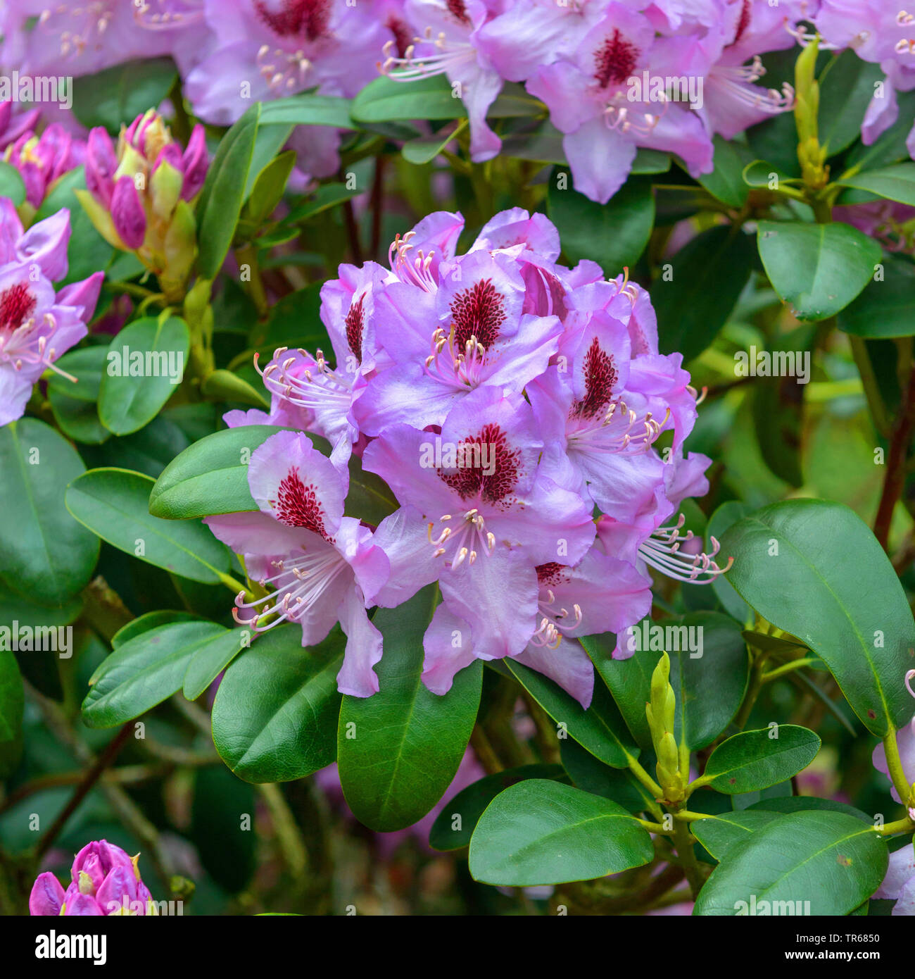 Catawba Rhododendron, Catawba Rose Bay (Rhododendron 'Humboldt', Rhododendron Humboldt, Rhododendron catawbiense), blühende, Sorte Humboldt Stockfoto