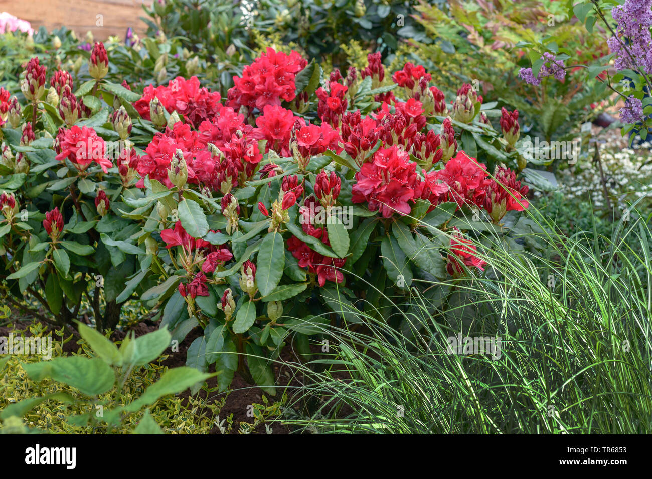 Catawba Rhododendron, Catawba Rose Bay (Rhododendron 'Nova Zembla' Rhododendron Nova Zembla, Rhododendron catawbiense), blühende, Sorte Nova Zembla Stockfoto