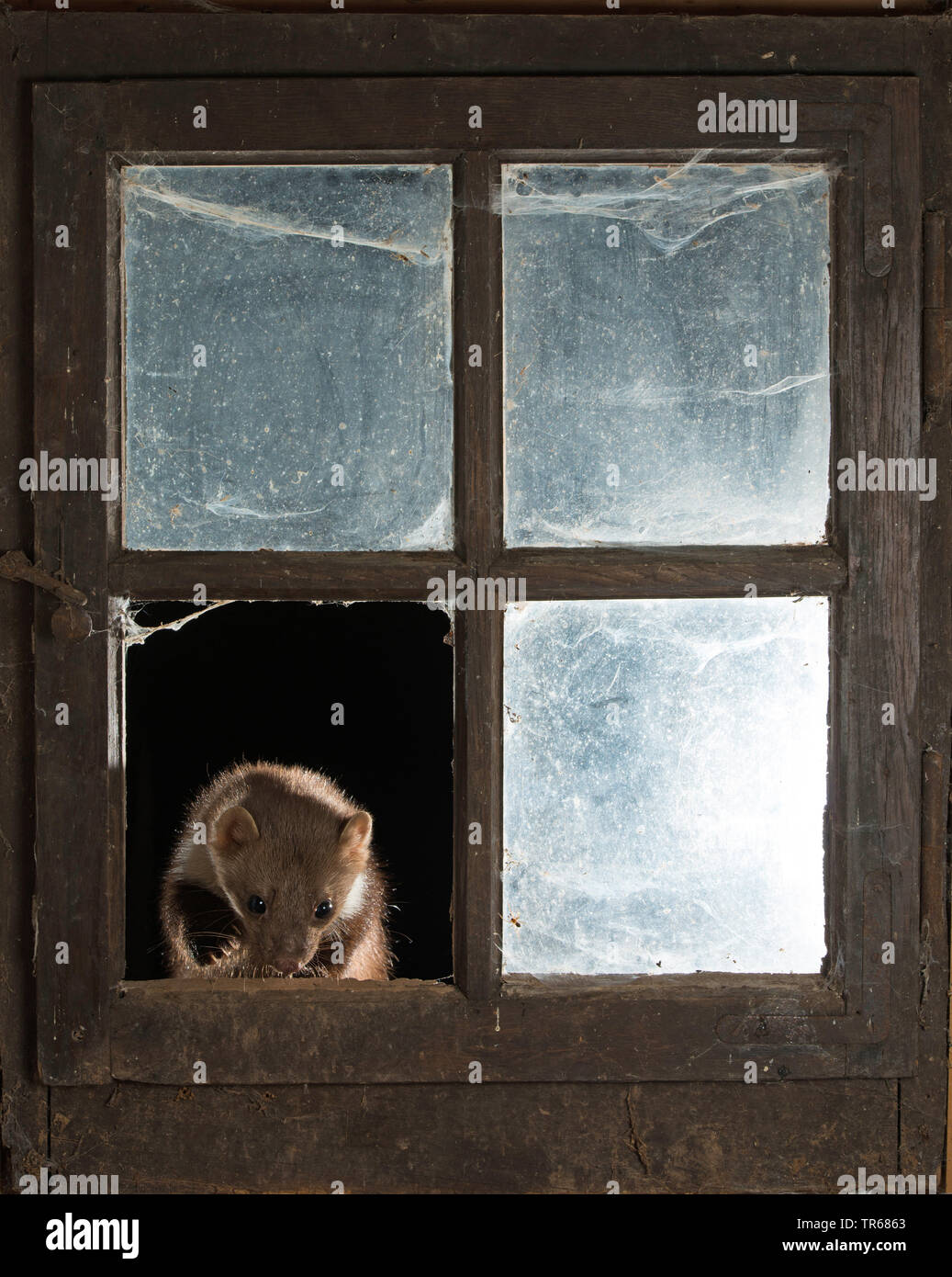 Steinmarder, Steinmarder, Weiße Breasted Marder (Martes foina), in das geöffnete Fenster stabil, Vorderansicht, Deutschland Stockfoto