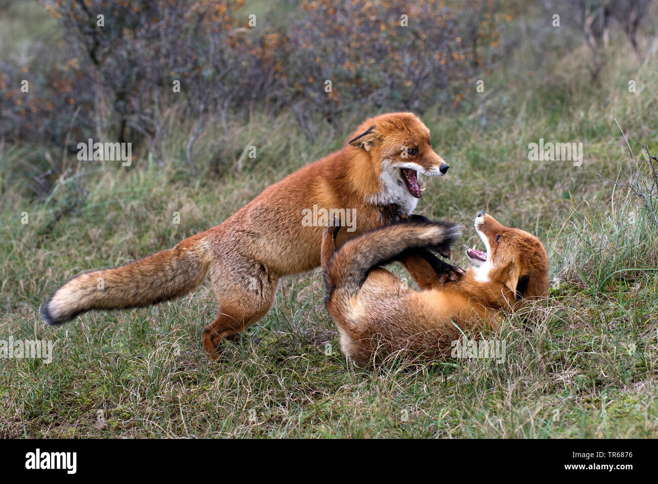 Red Fox (Vulpes vulpes), zwei junge Füchse spielerisch Kämpfe in den Wald, der territorialen kämpfen, Deutschland, Bayern Stockfoto