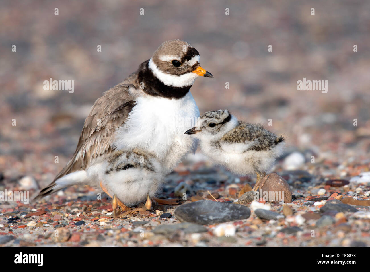 Kibitze (Charadrius hiaticula), mit Küken auf dem Boden, Deutschland, Niedersachsen Stockfoto