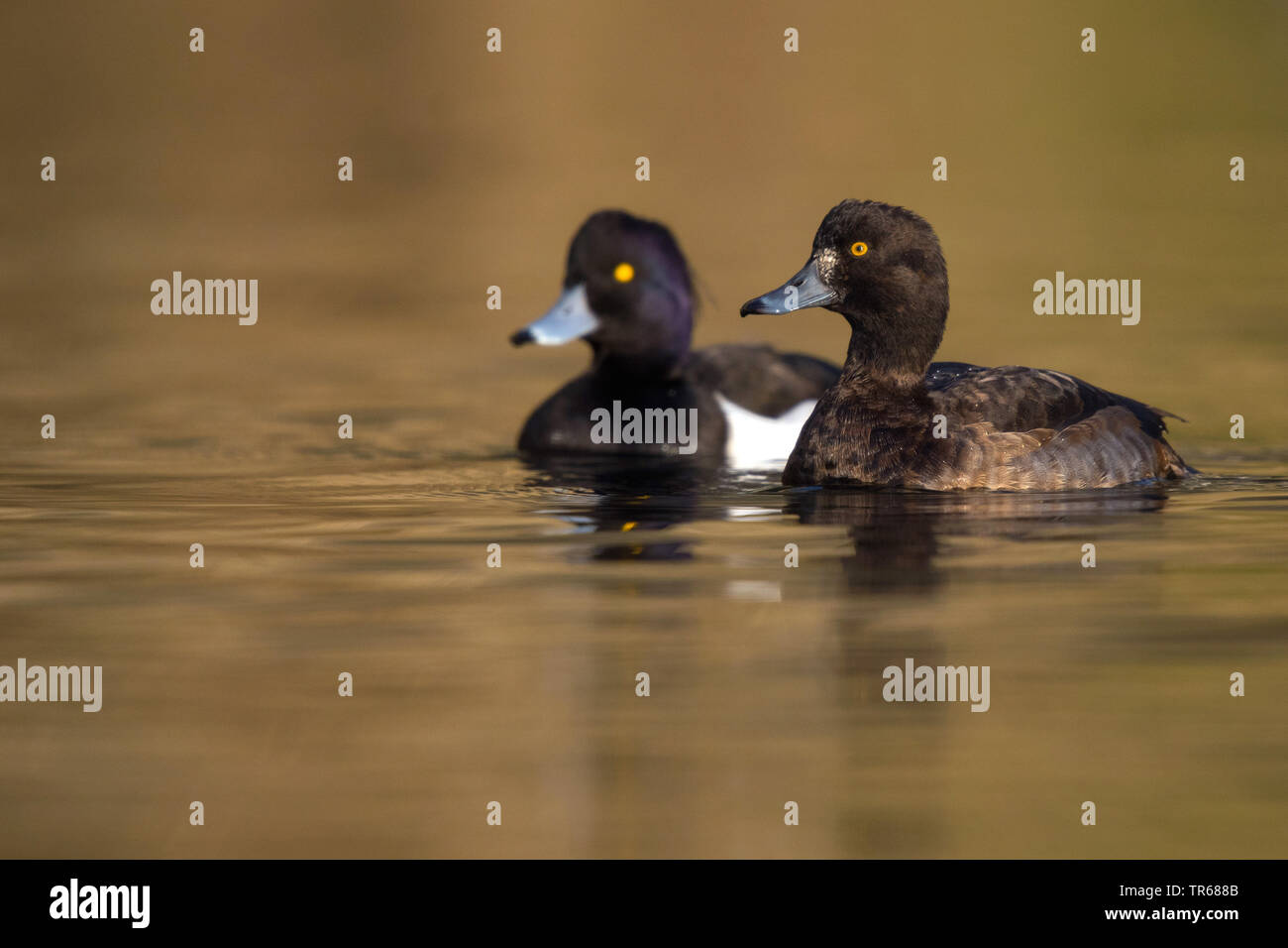 Reiherente (Aythya fuligula), Paar auf Wasser, Deutschland, Hessen Stockfoto
