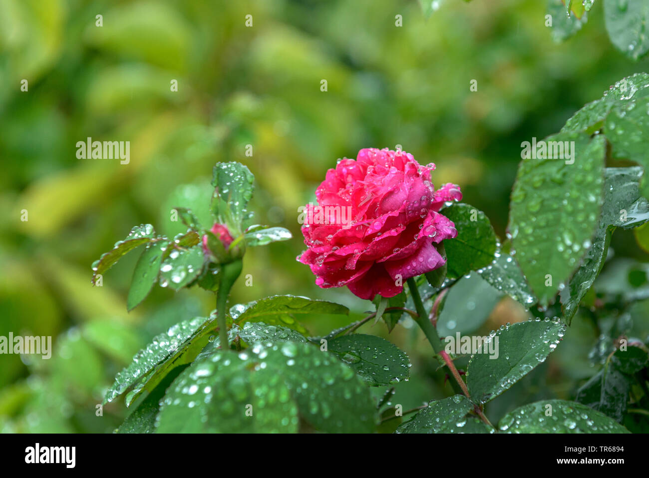 Damascener Rose (Rosa 'Rose de Rescht', Rosa Rose de Rescht, Rosa x damascena, Rosa damascena), Blume des cultivar Rose de Rescht, Österreich, Wien Stockfoto