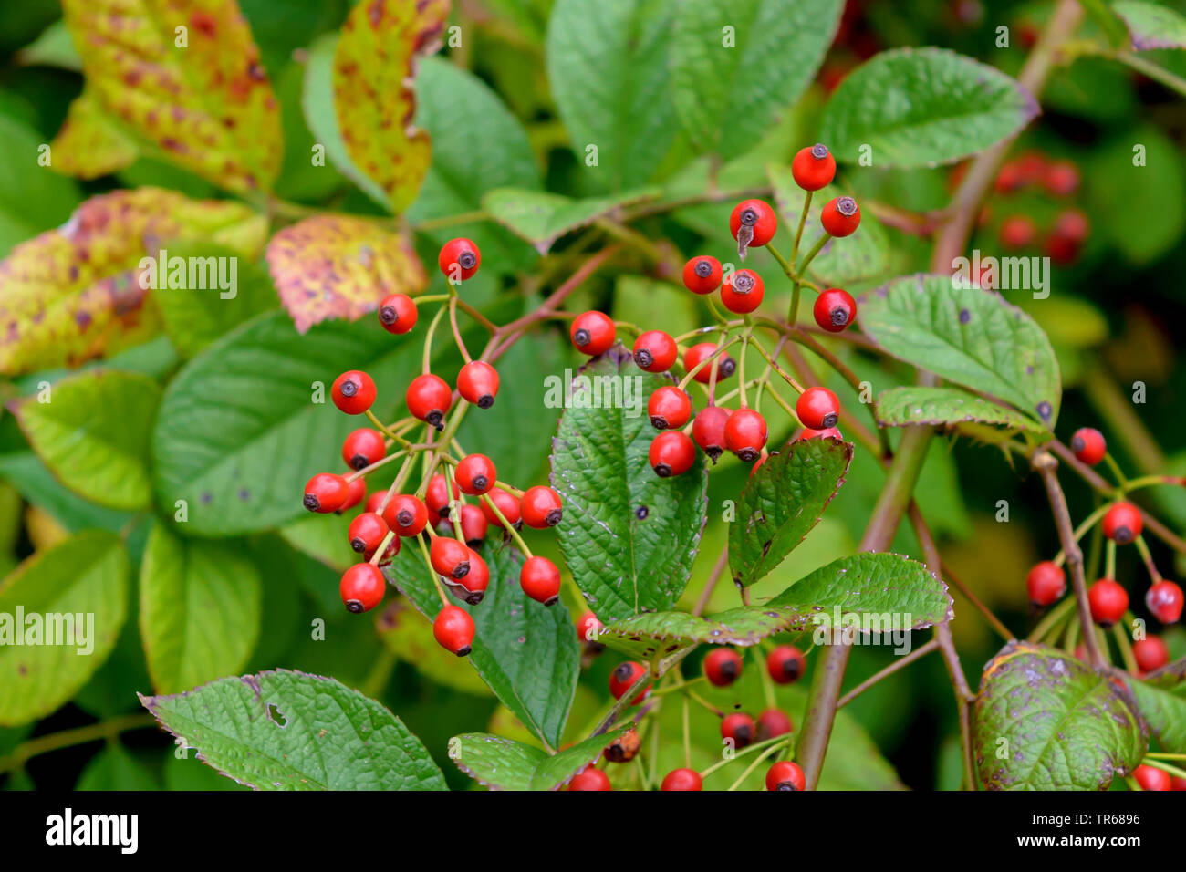 Japanische rose multiflora Rose Rambler Rose (Rosa multiflora, Rosa polyantha), Zweig mit Früchten, Deutschland, Berlin Stockfoto