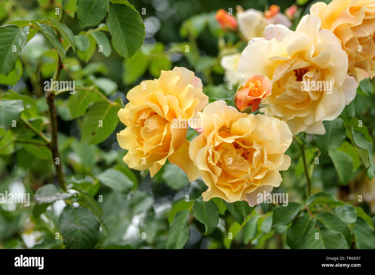 Zierpflanzen Rose (Rosa "Postillion", Rosa Postillion), blühende Sorte, Postillion, Deutschland, Bayern Stockfoto
