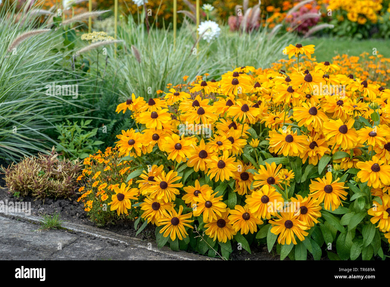 Black-Eyed Susan, behaarte Coneflower, gelbe Daisy (Rudbeckia hirta 'Indian Summer', Rudbeckia hirta Indian Summer), blühende Sorte, Indian Summer, Deutschland, Thüringen Stockfoto