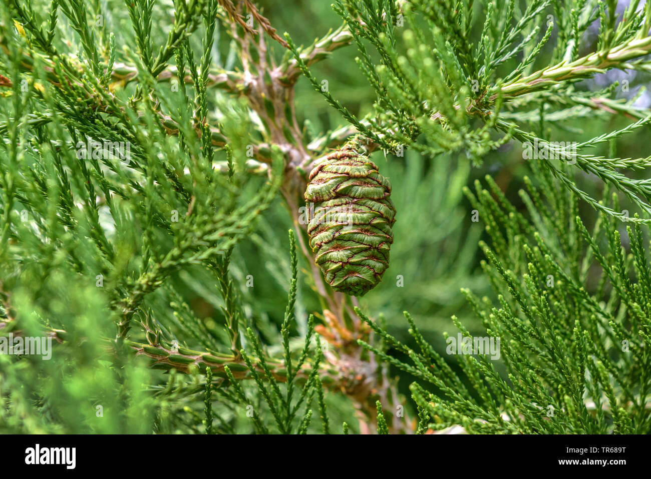 Giant Sequoia, giant Redwood (sequoiadendron giganteum), der Kegel auf einem Zweig, Deutschland, Baden-Württemberg Stockfoto