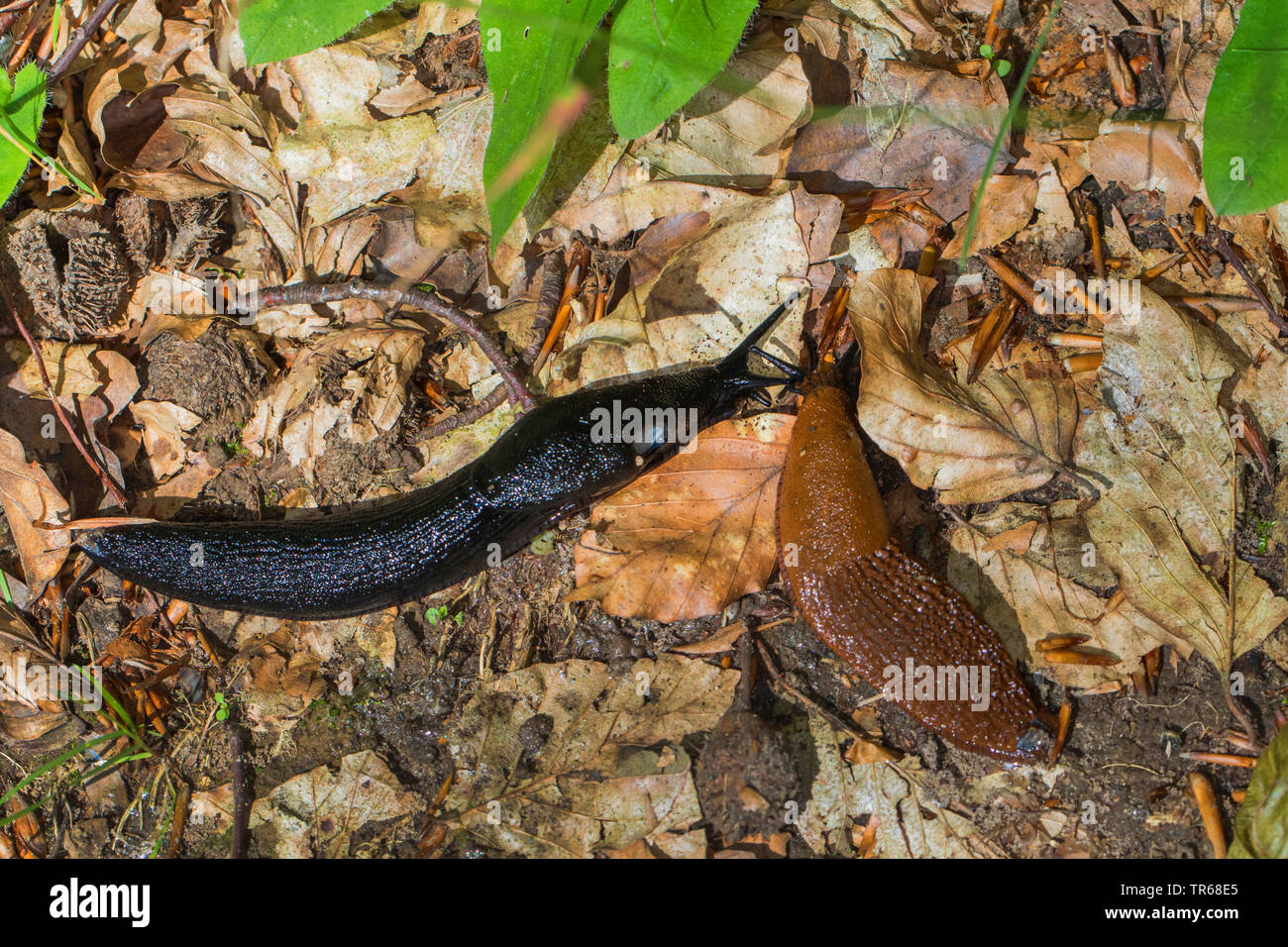 Große schwarze Slug, größere schwarze Slug, schwarz Arion, schwarze Schnecke (Arion ater), schwarze Nacktschnecke und Spanisch slug, Deutschland, Mecklenburg-Vorpommern Stockfoto