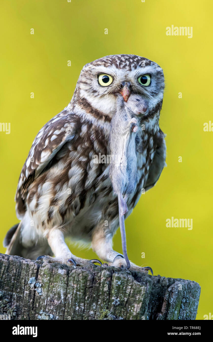 Steinkauz (Athene noctua), mit Gefangenen Maus auf einem hölzernen Pfosten, Deutschland, Schleswig-Holstein Stockfoto