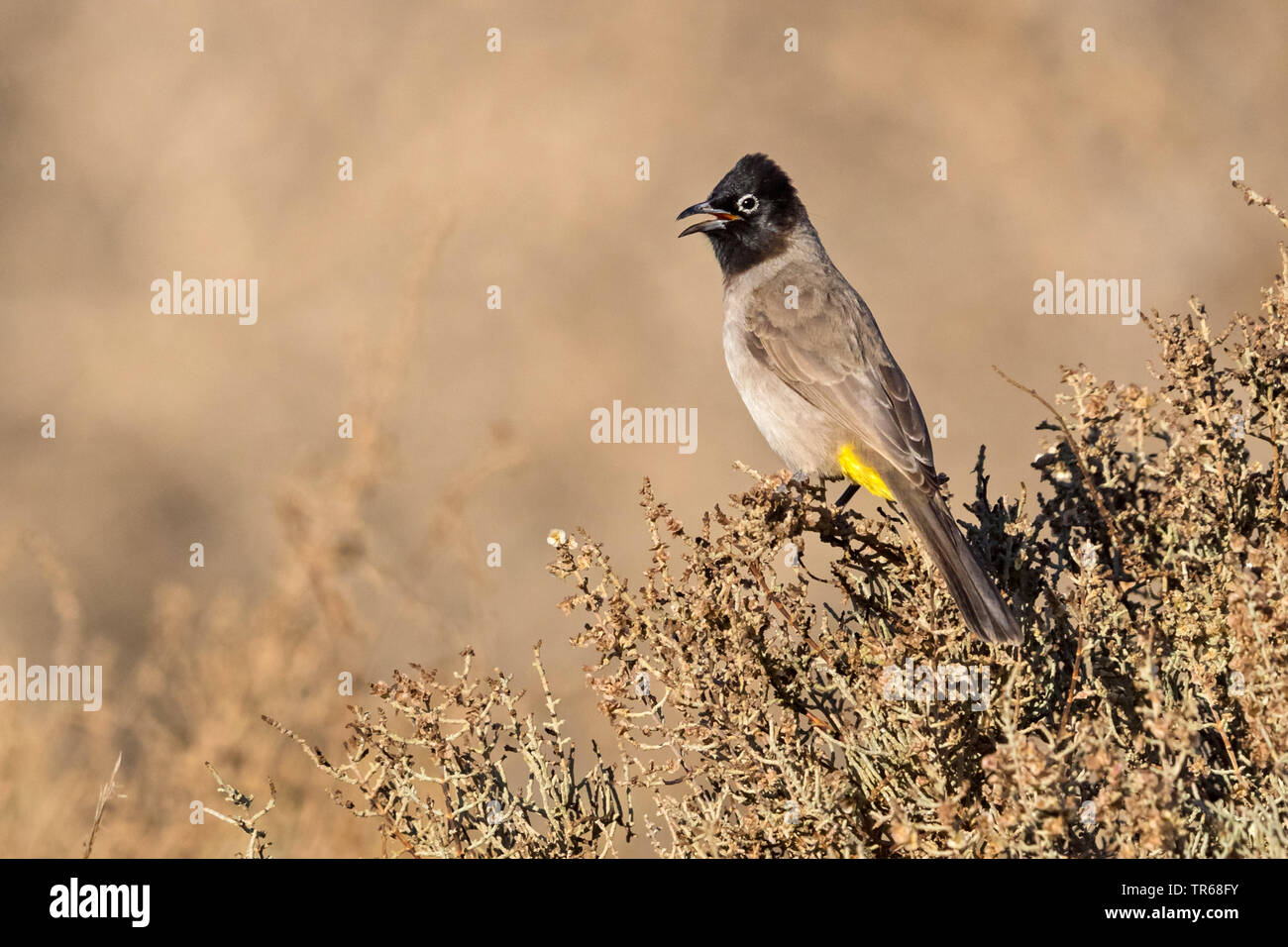Gelb-vented bulbul (Pycnonotus xanthopygos), Singen auf einem Strauch, Israel Stockfoto