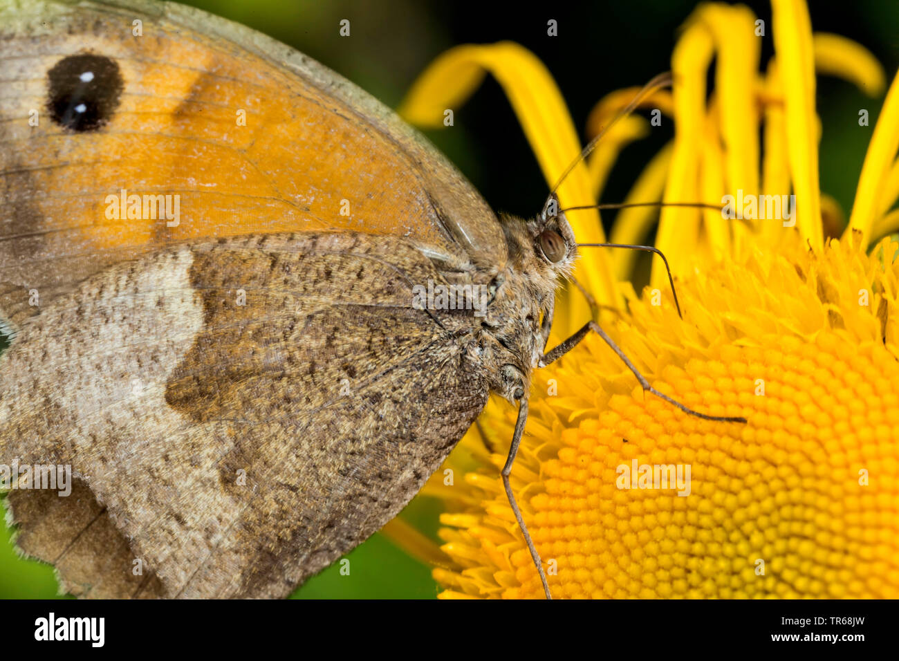 Wiese Braun, Große ox Auge (Pyrausta aurata, Epinephele aurata), Nektar saugen an einem gelben Composite, Deutschland, Mecklenburg-Vorpommern Stockfoto